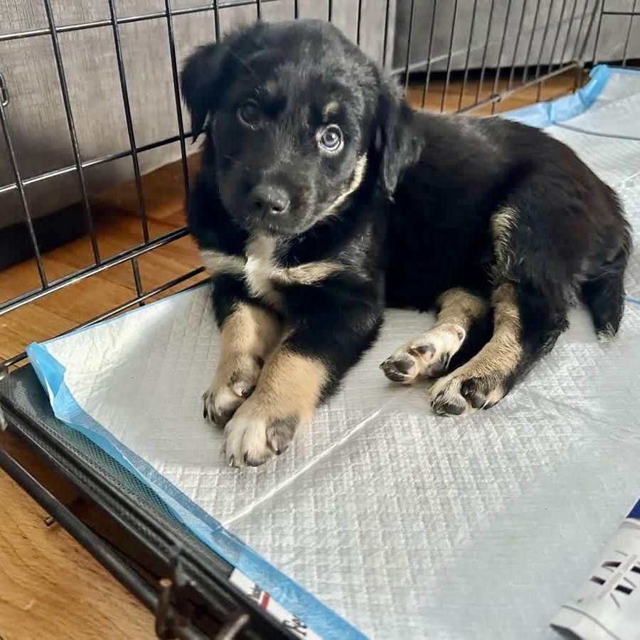 Enlarge Lauren, a Adoptable mixed breed in Copiague, NY image 4/5