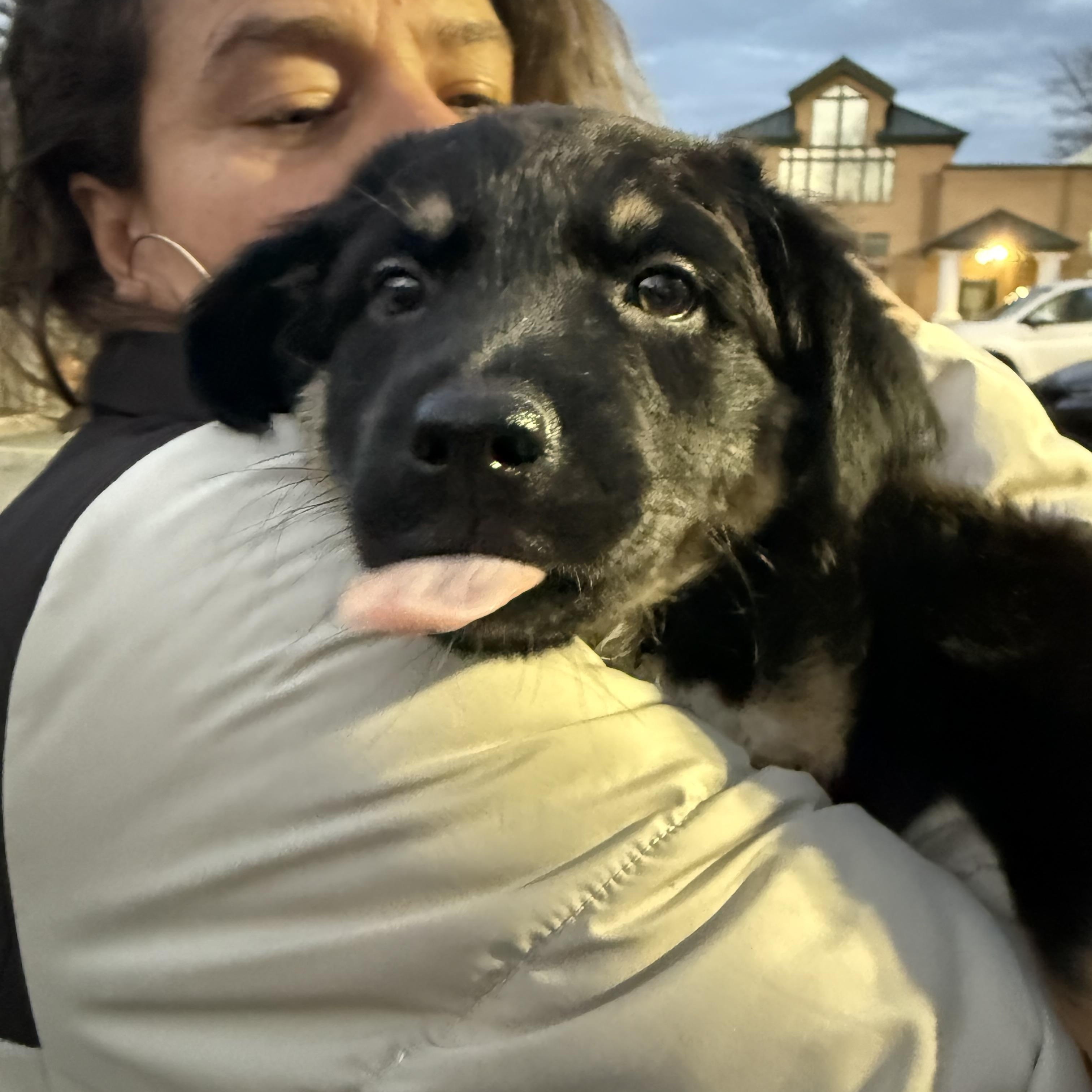 Enlarge Lauren, a Adoptable mixed breed in Copiague, NY image 2/5