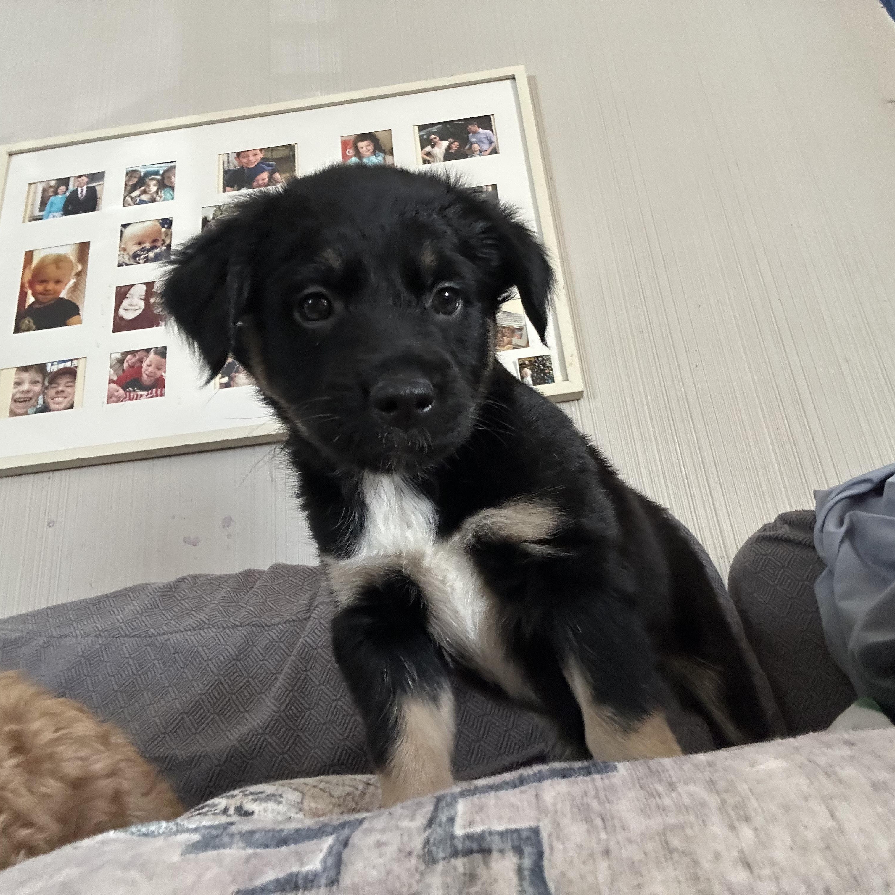 Enlarge Lauren, a Adoptable mixed breed in Copiague, NY image 3/5