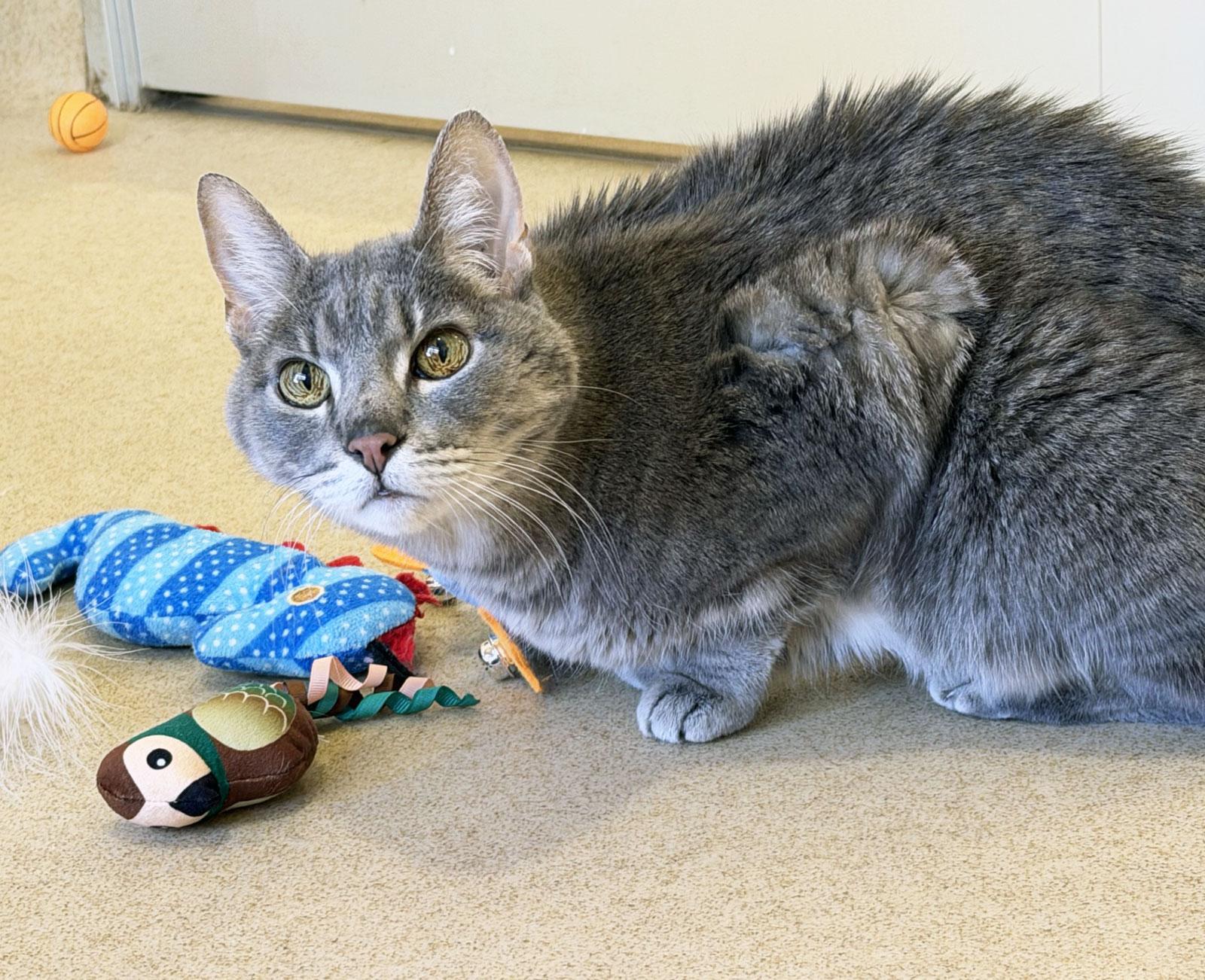 ZASHA , ADOPTABLE, Senior Female Tabby.