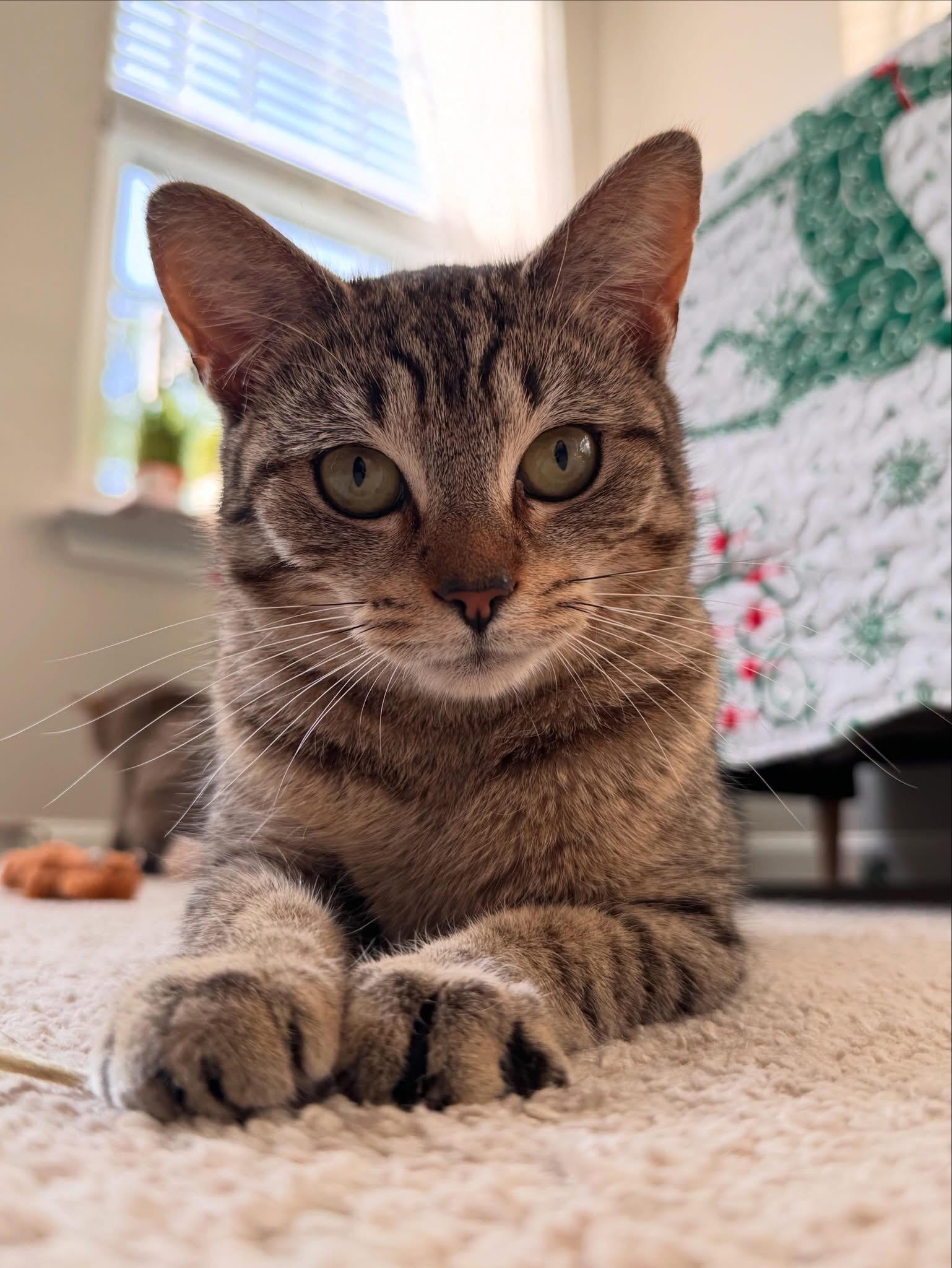 Mia , adoptable, Young Female Domestic Short Hair.