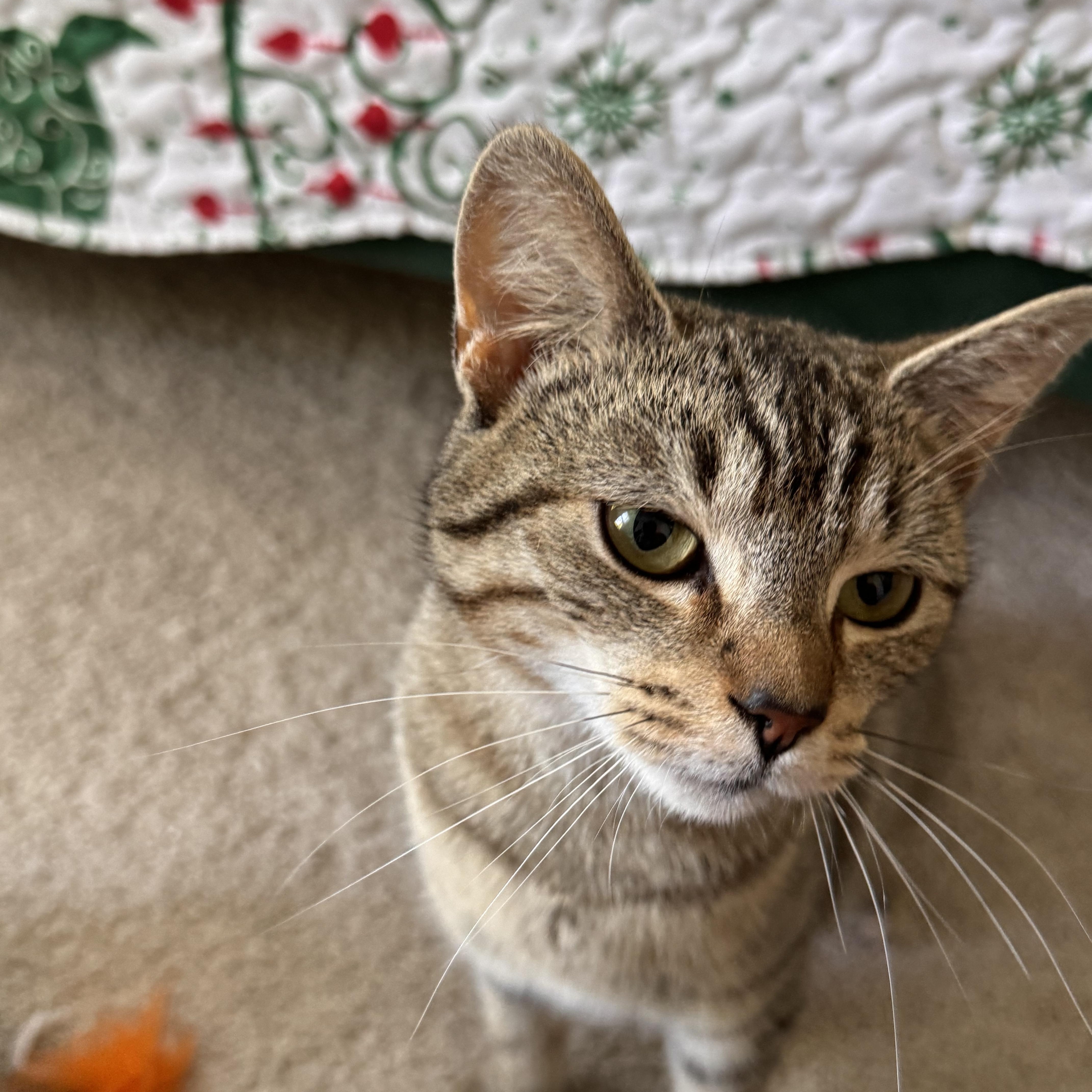 Mia , an adoptable Domestic Short Hair in Leesburg, VA image 5/5