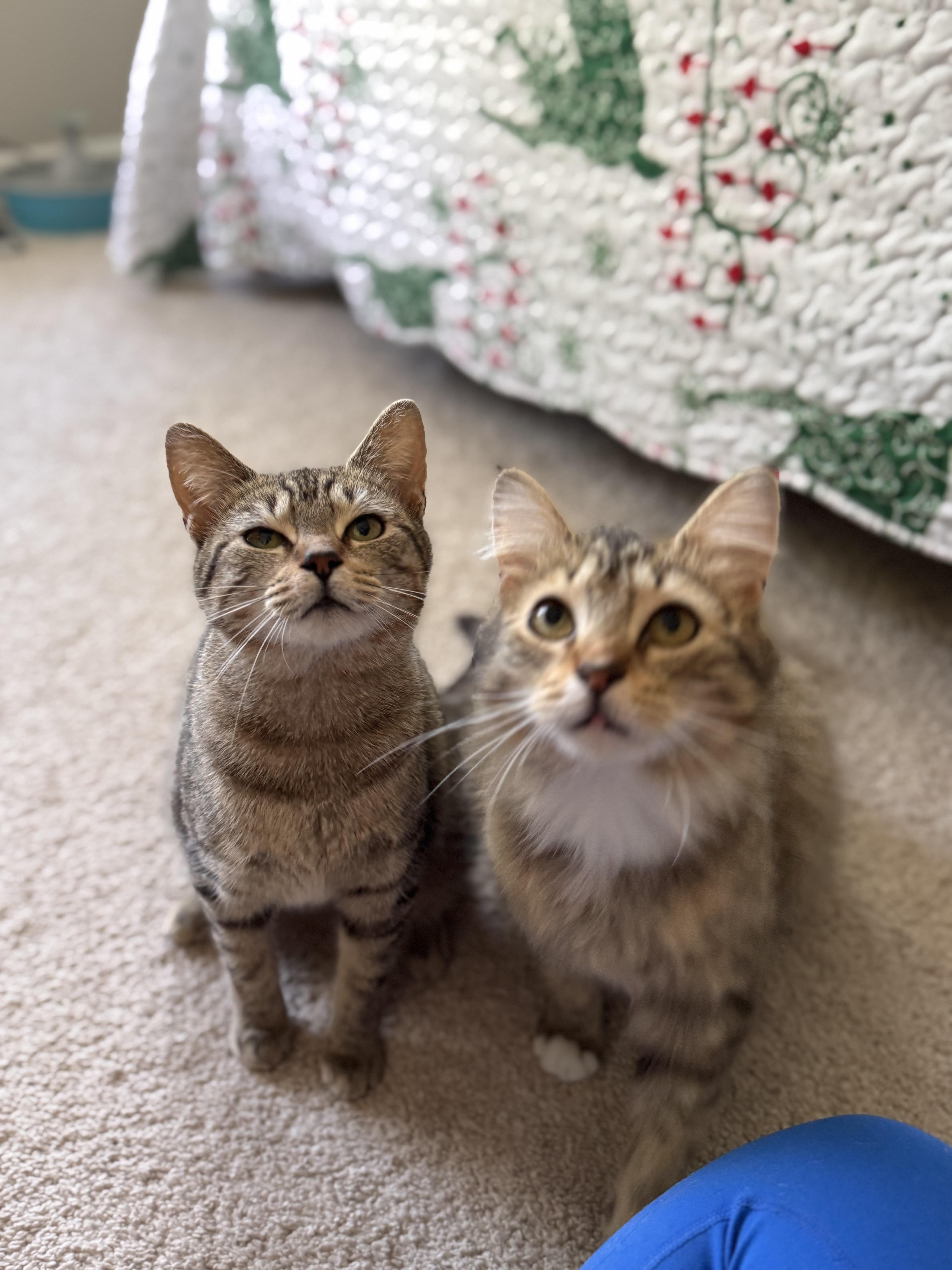 Mia , an adoptable Domestic Short Hair in Leesburg, VA image 4/5