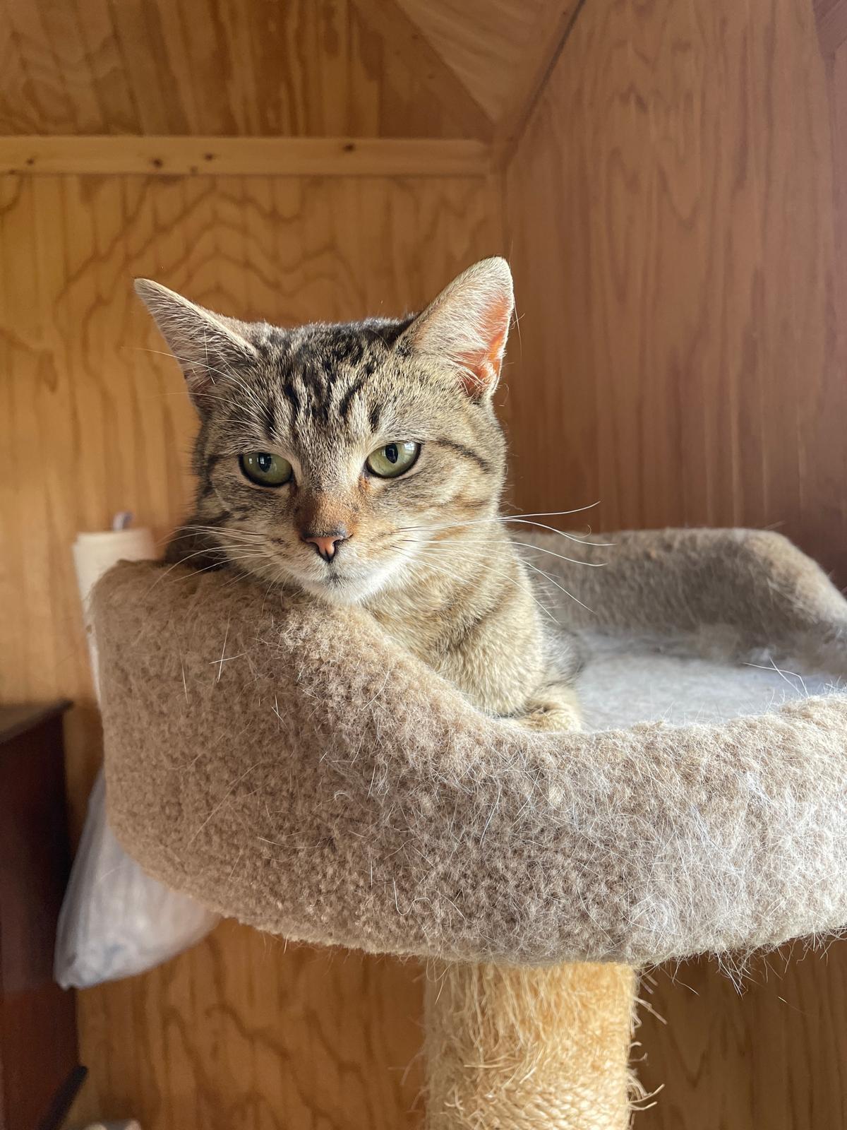 Enlarge Mia , an adoptable Domestic Short Hair in Leesburg, VA image 3/4