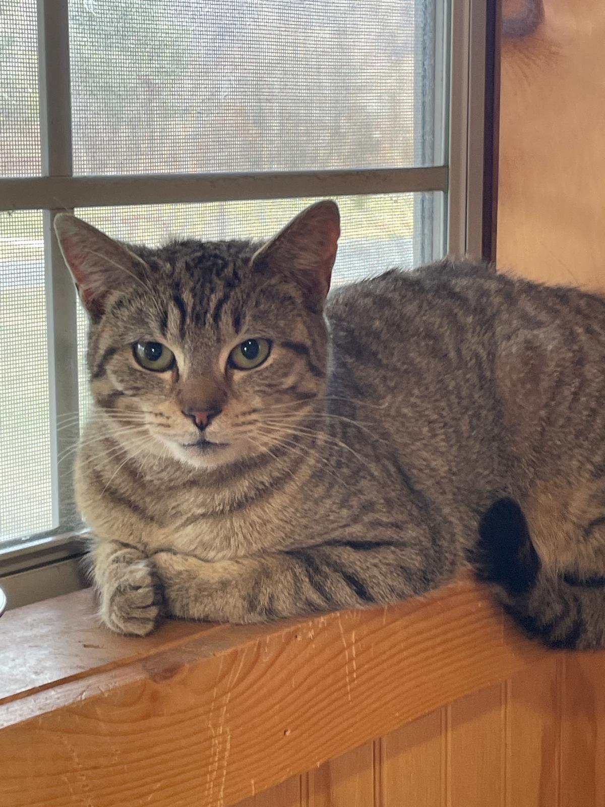 Enlarge Mia , an adoptable Domestic Short Hair in Leesburg, VA image 1/4