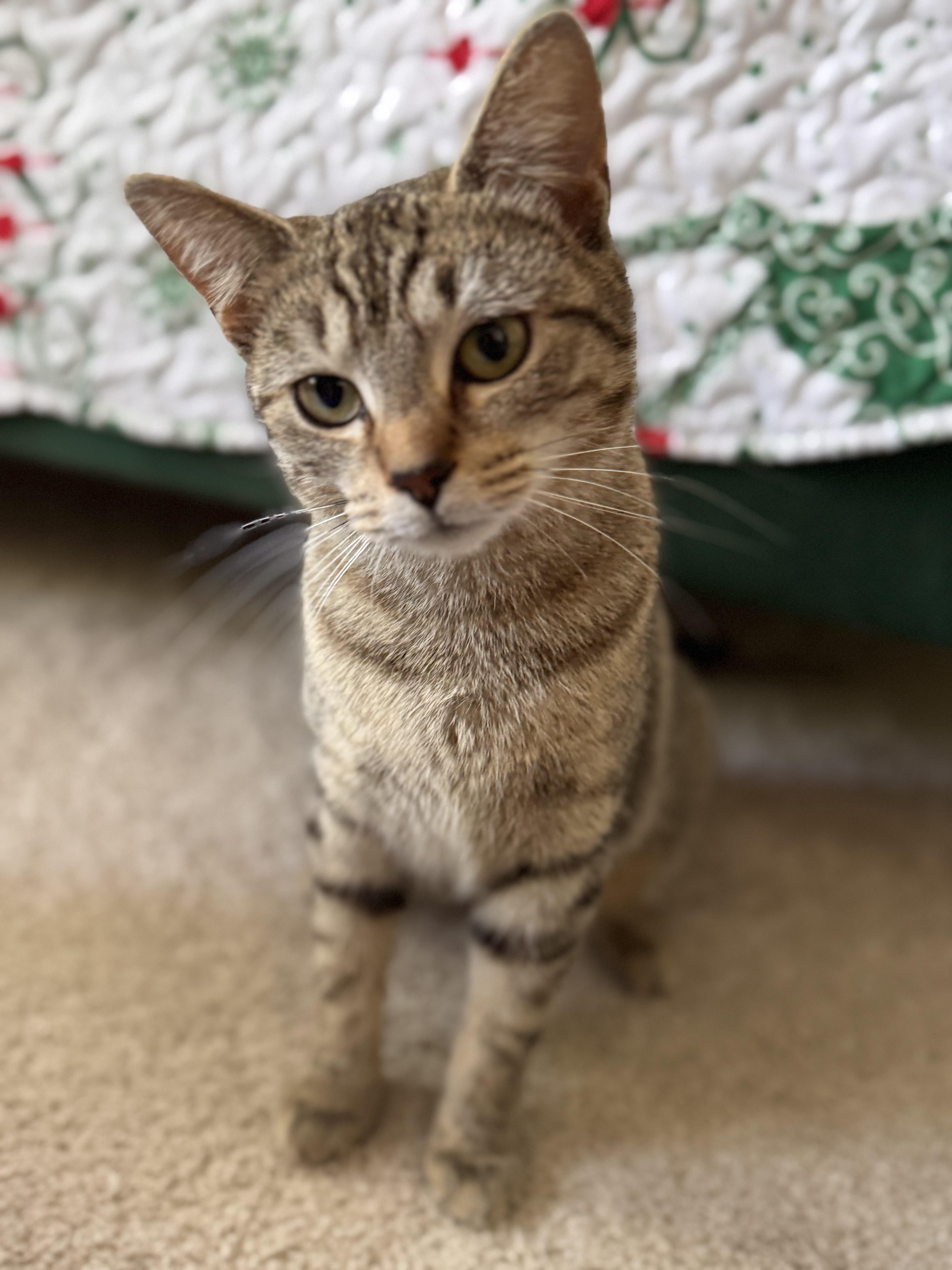 Mia , an adoptable Domestic Short Hair in Leesburg, VA image 3/5