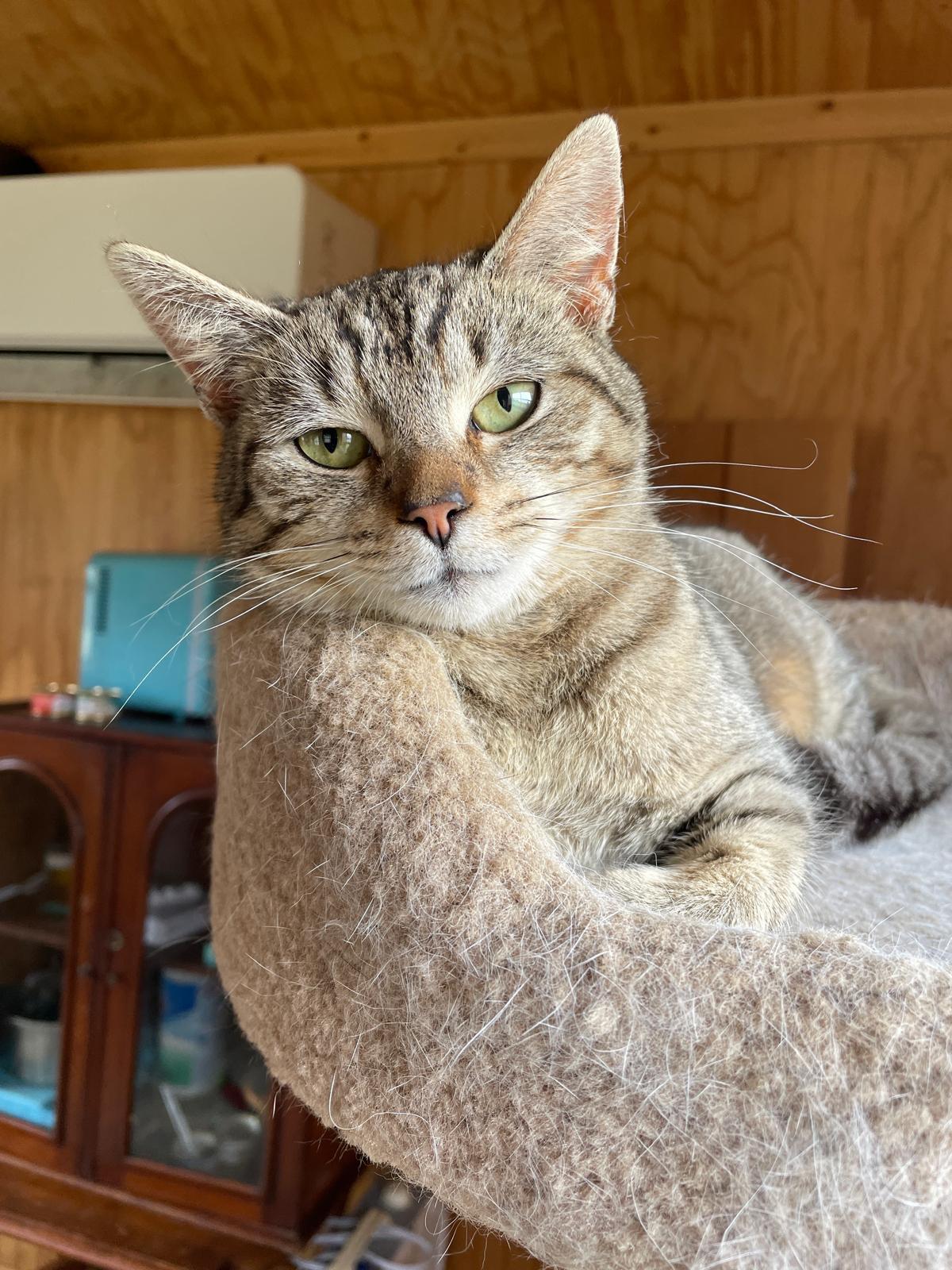 Enlarge Mia , an adoptable Domestic Short Hair in Leesburg, VA image 2/4