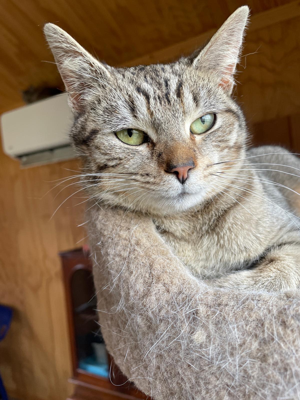 Enlarge Mia , an adoptable Domestic Short Hair in Leesburg, VA image 4/4