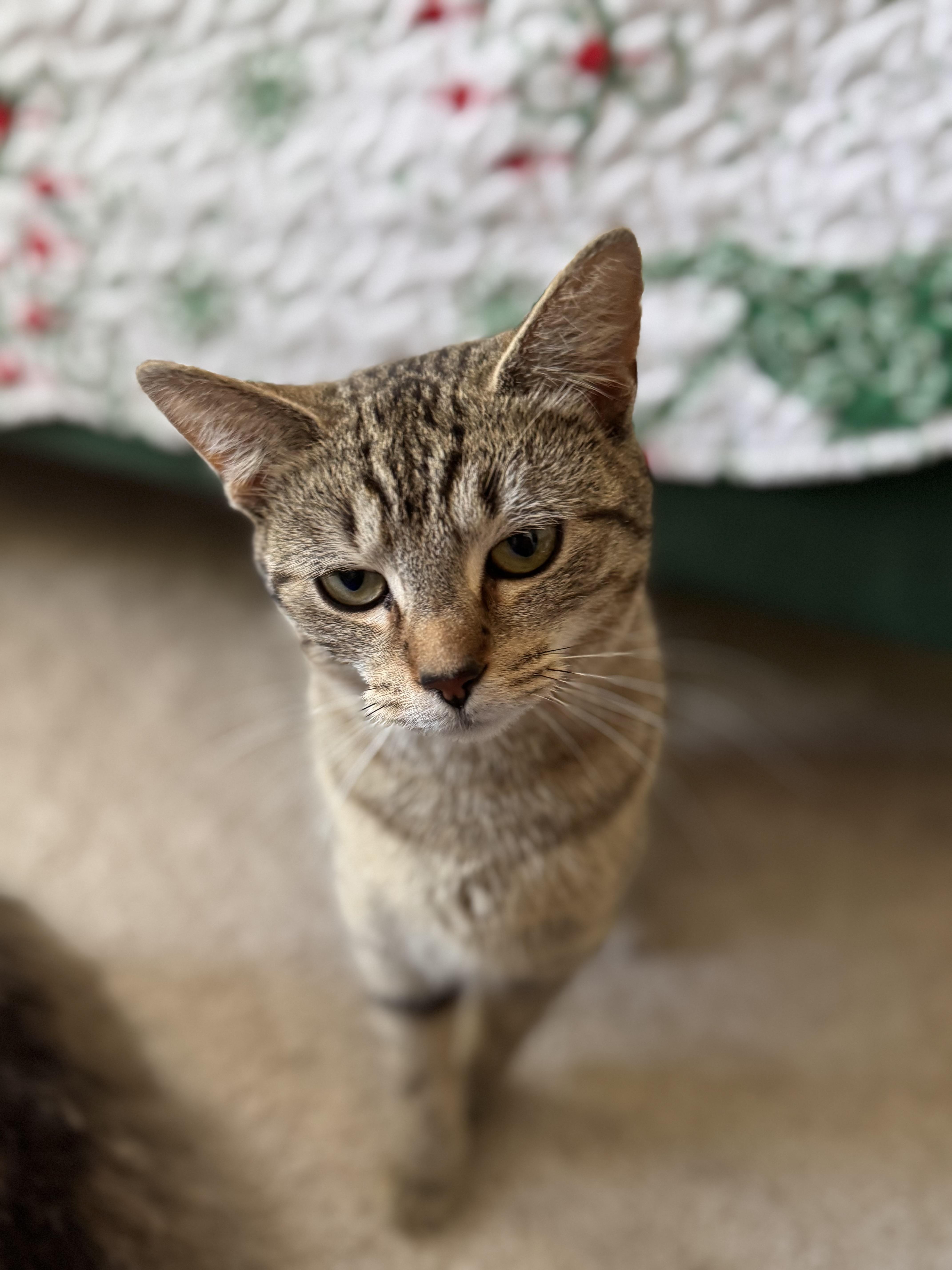 Mia , an adoptable Domestic Short Hair in Leesburg, VA image 2/5