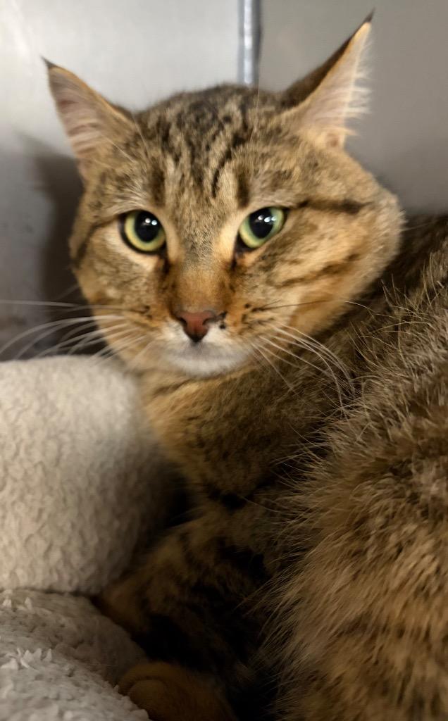 Mutton, Adoptable, Adult Male Domestic Short Hair.