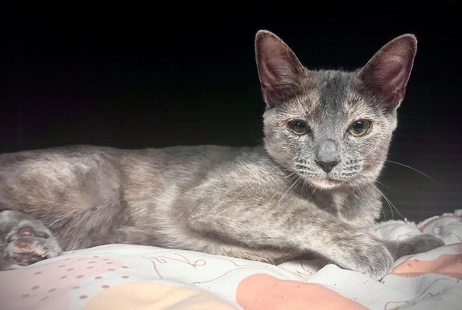 Phoebe, Adoptable, Kitten Female Domestic Short Hair.