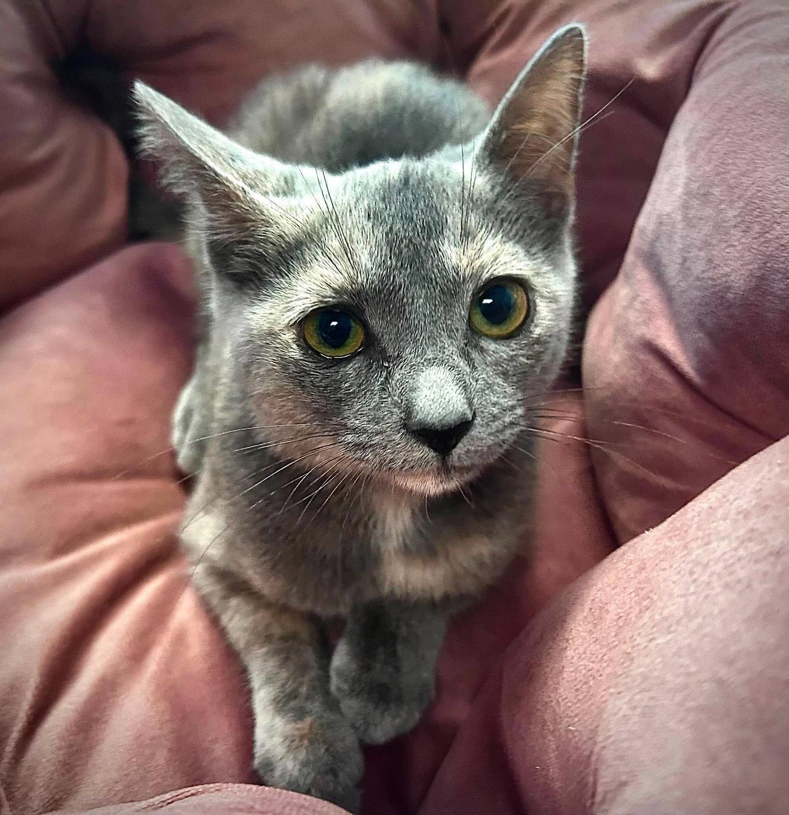 Enlarge Phoebe, a Adoptable Domestic Short Hair in Gettysburg, PA image 2/2