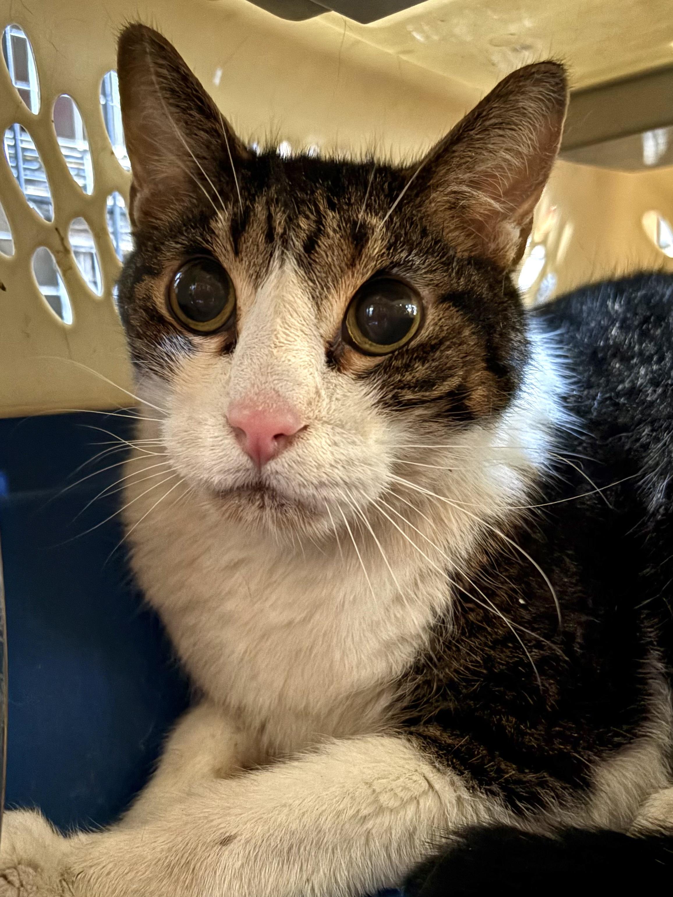 Enlarge Mason, an adoptable mixed breed in Belvidere, IL image 2/2