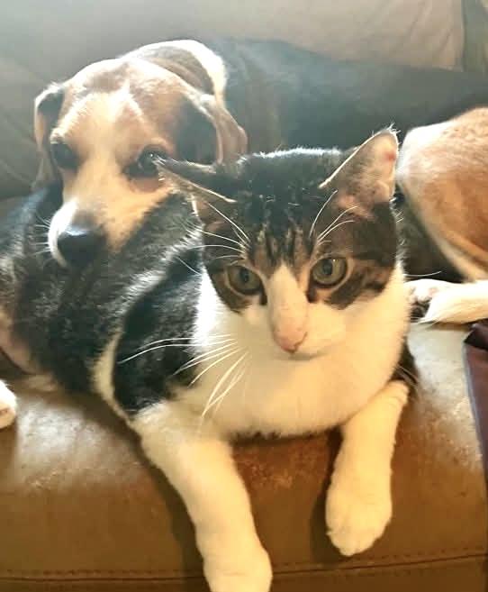 Mason, adoptable, Adult Male Domestic Short Hair & Tabby.