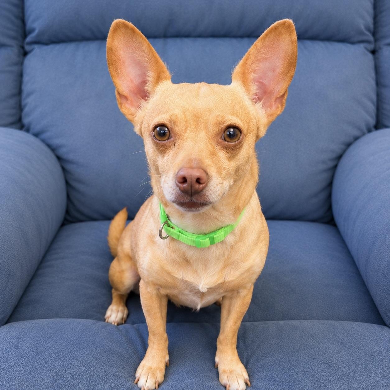 Tootsie, an adopted Chihuahua in Long Beach, WA image 3/3