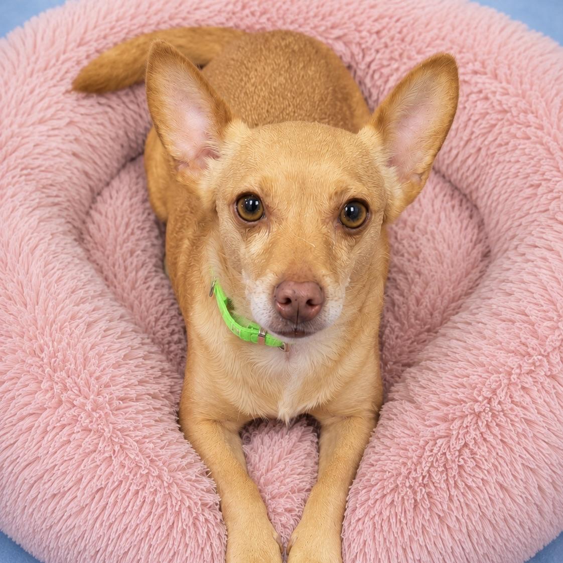 Tootsie, an adopted Chihuahua in Long Beach, WA image 1/3