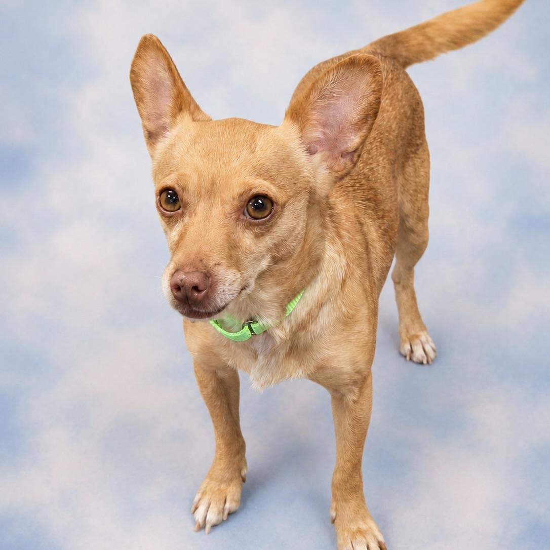 Tootsie, an adopted Chihuahua in Long Beach, WA image 2/3