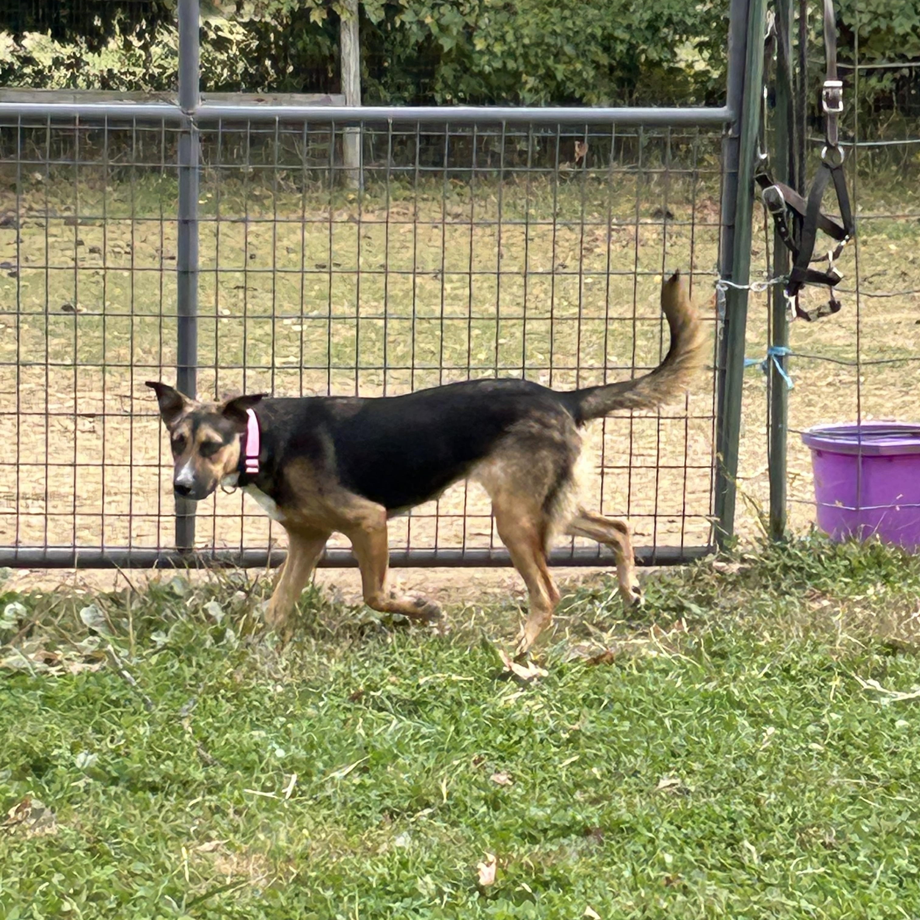 Maya, Adoptable, Puppy Female German Shepherd Dog.
