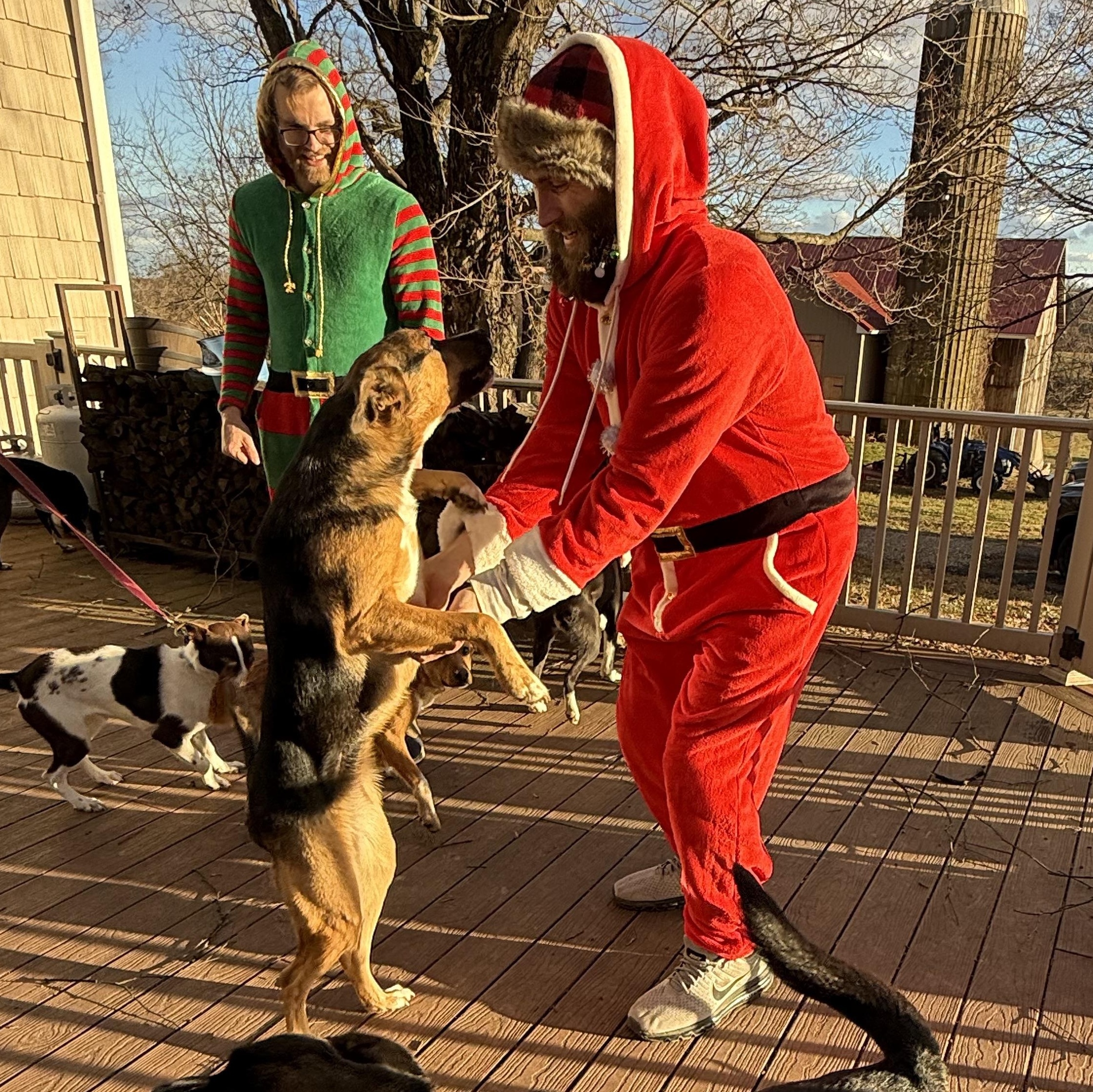 May, Adoptable, Young Female German Shepherd Dog.