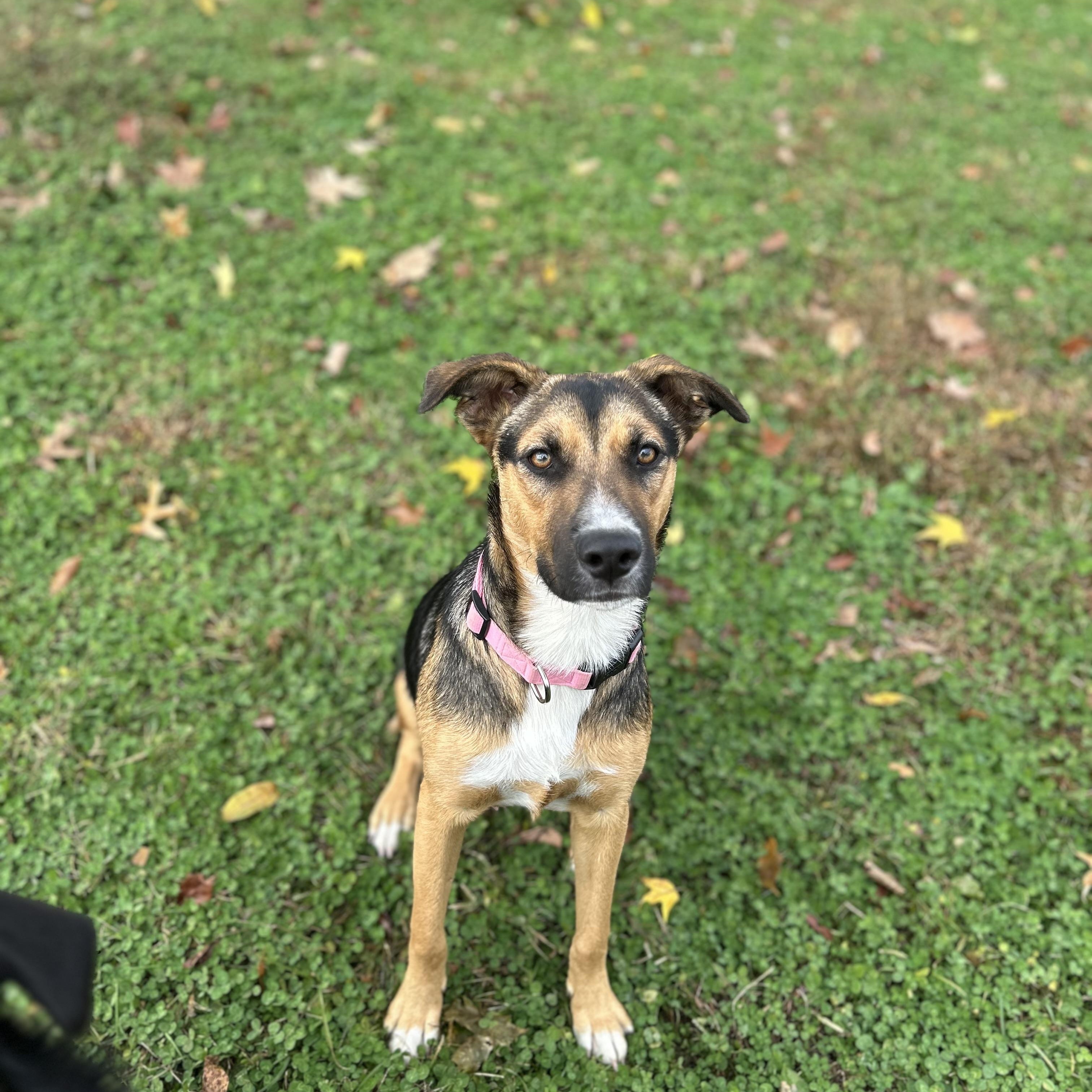 Enlarge Maya, a Adoptable mixed breed in West Grove, PA image 5/5