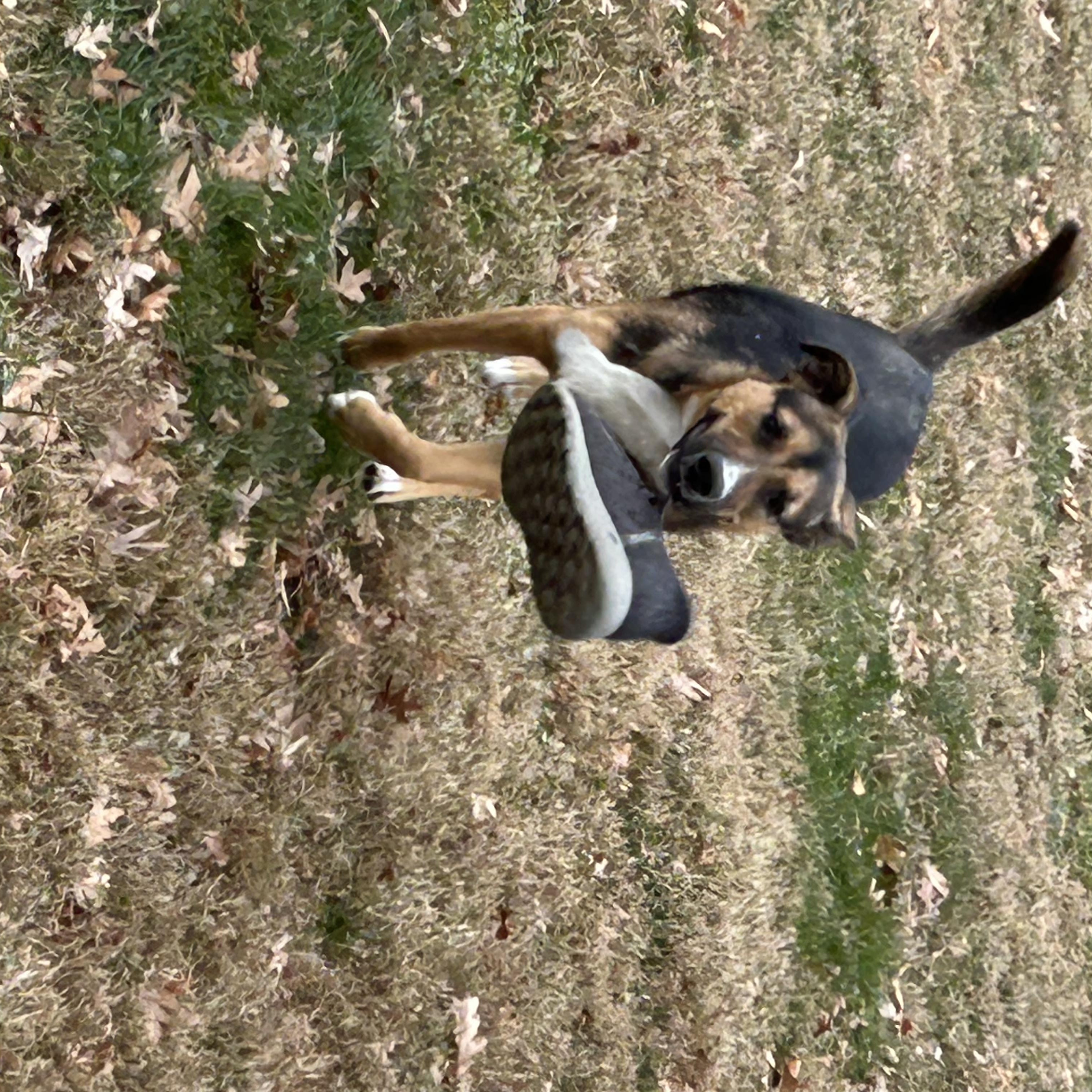 May, a Adoptable mixed breed in West Grove, PA image 3/5