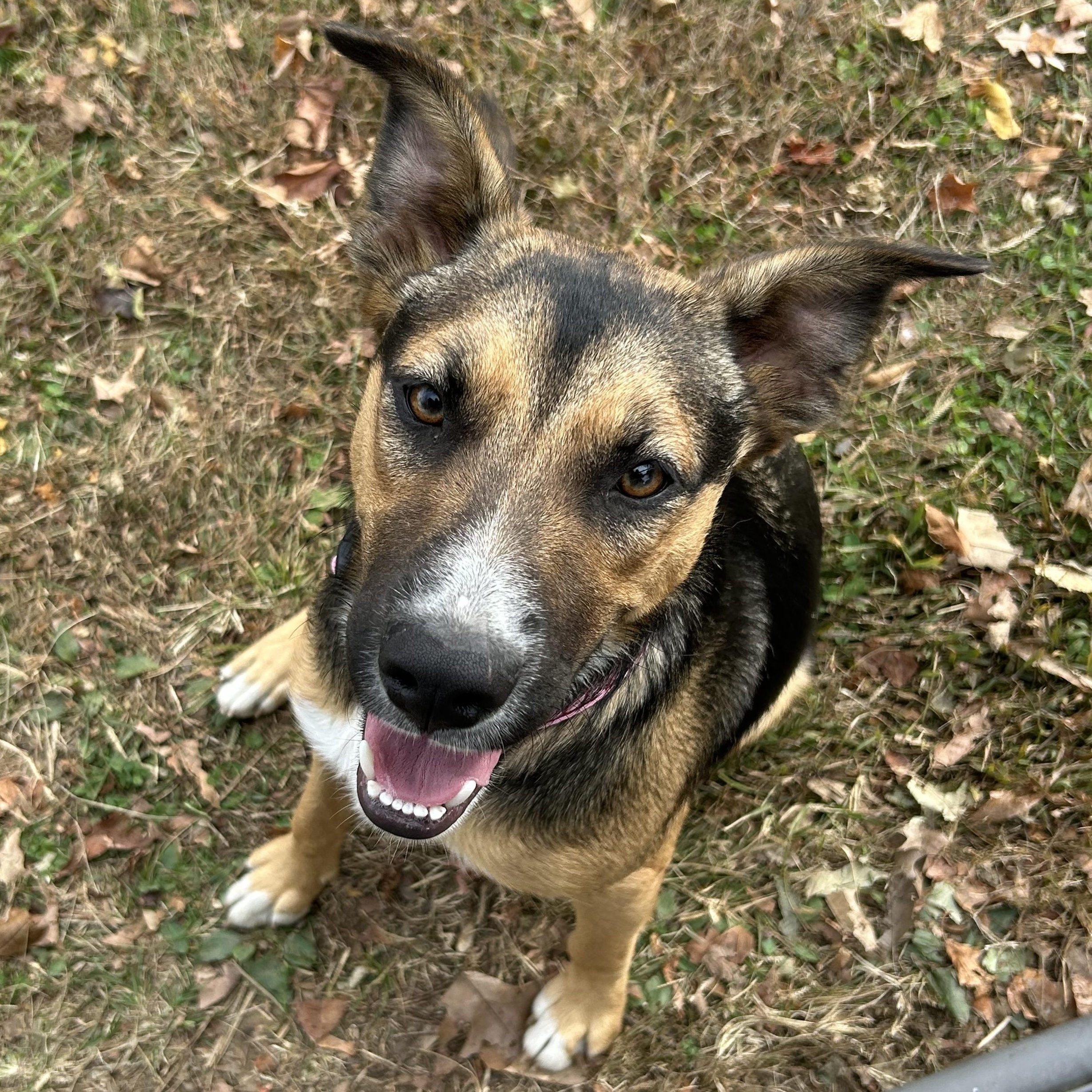 Enlarge Maya, a Adoptable mixed breed in West Grove, PA image 2/5