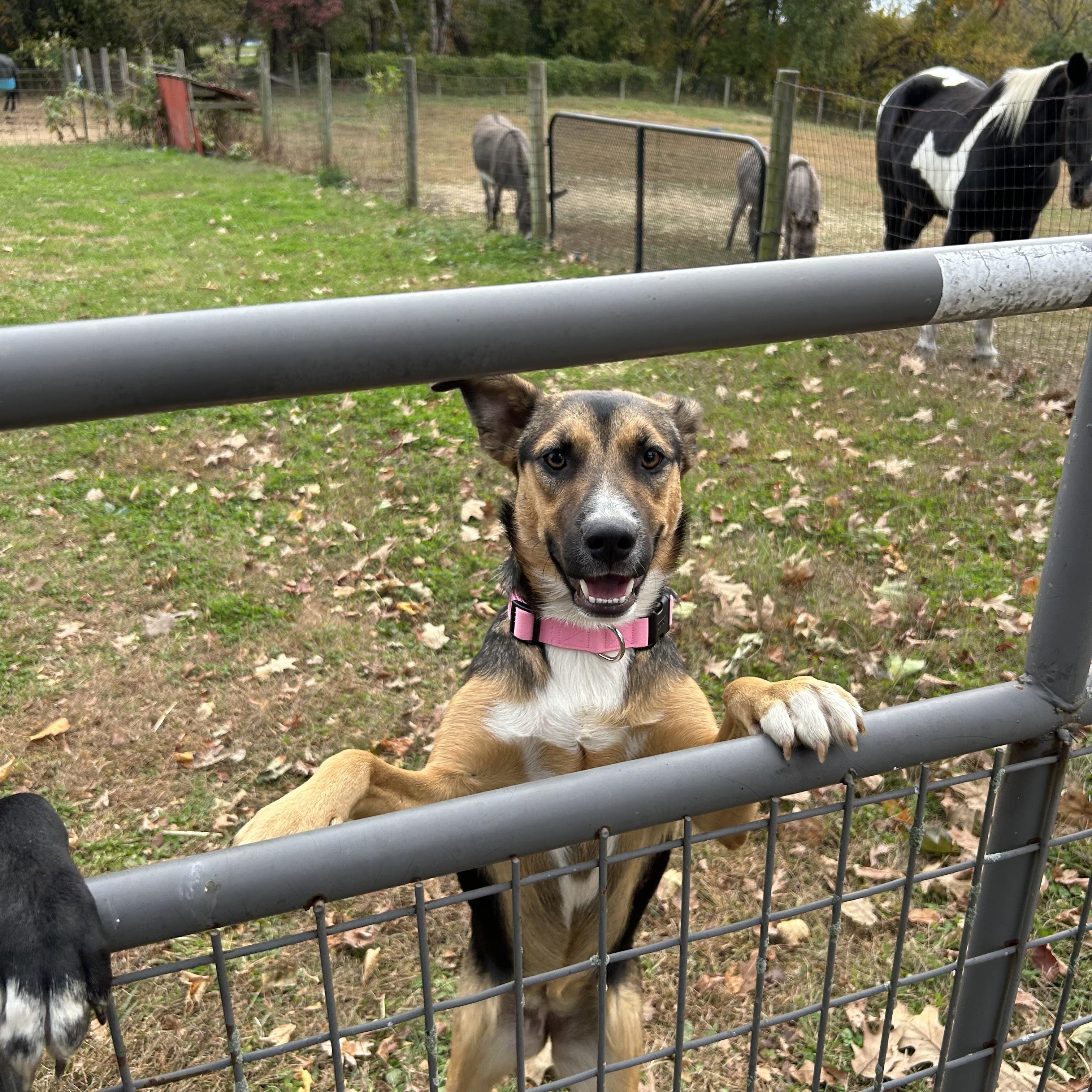Enlarge Maya, a Adoptable mixed breed in West Grove, PA image 3/5