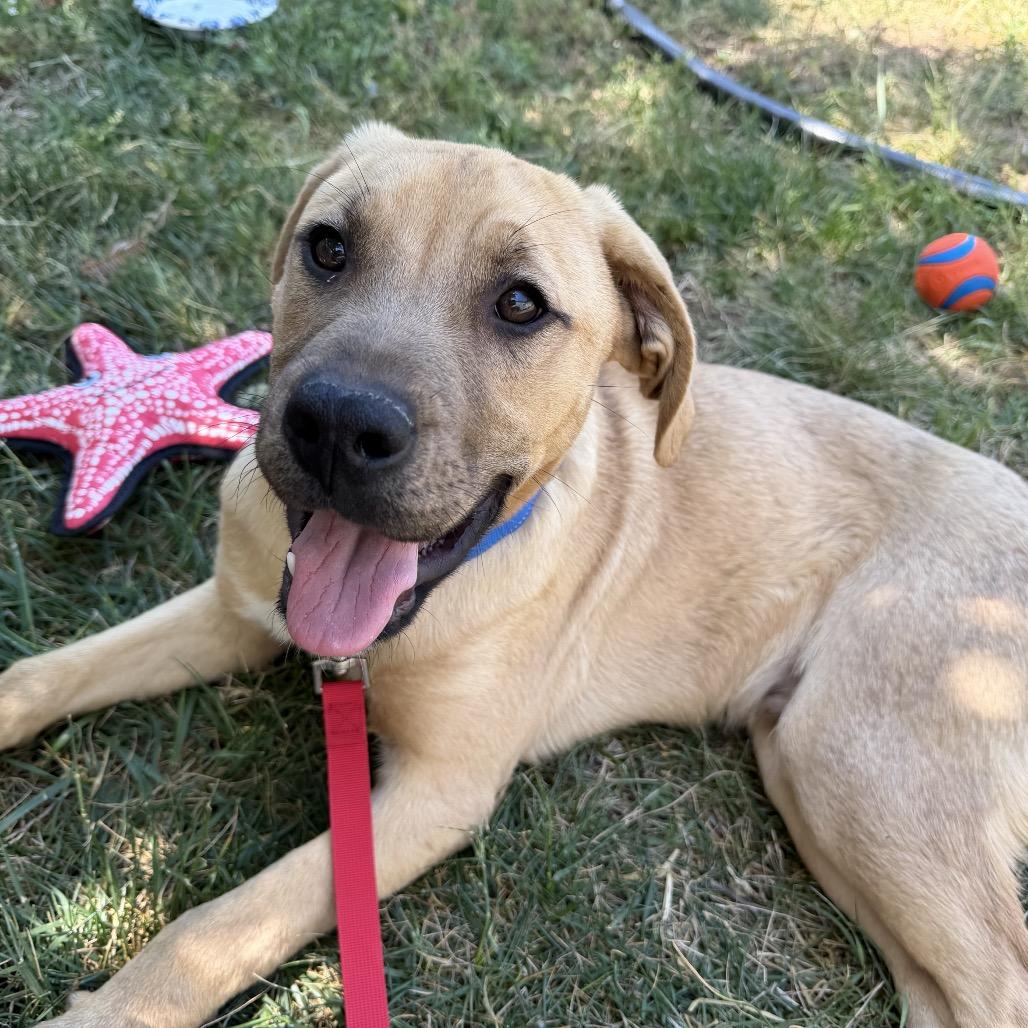 Sargent Pepper, Adoptable, Young Male German Shepherd Dog & Boxer.