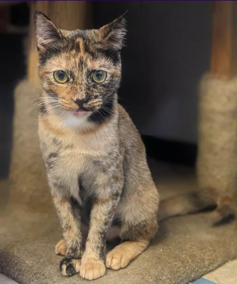 Willow, a Adoptable Tortoiseshell in Los Angeles, CA image 1/2