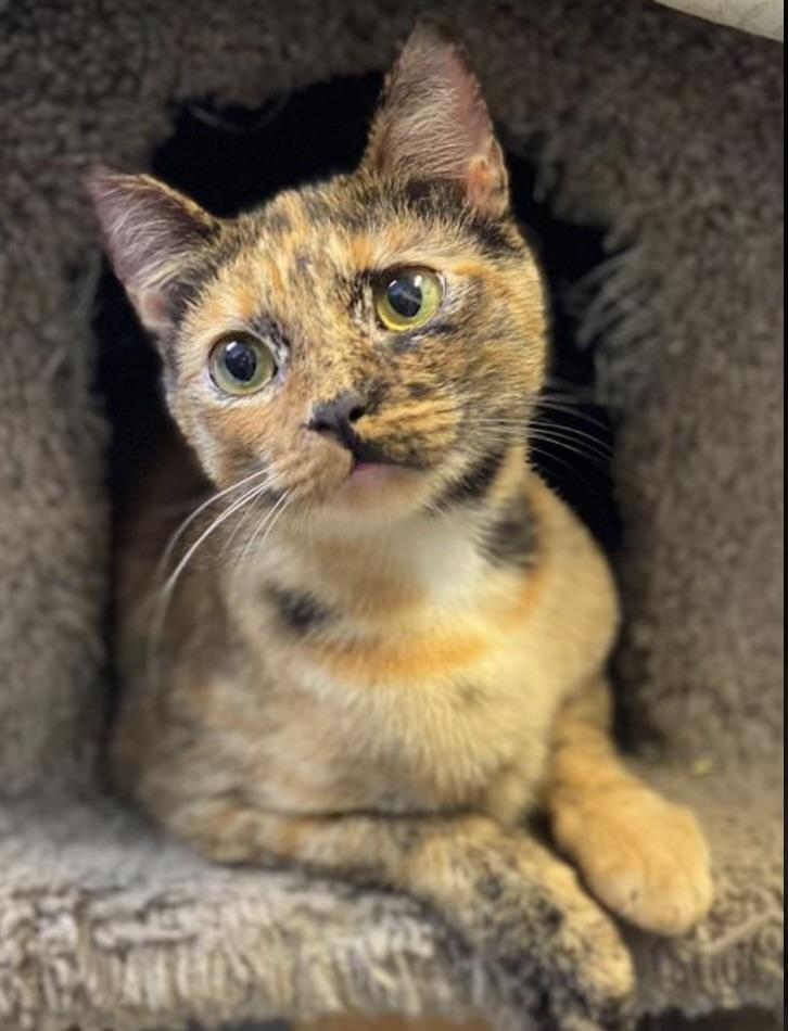 Willow, a Adoptable Tortoiseshell in Los Angeles, CA image 2/2