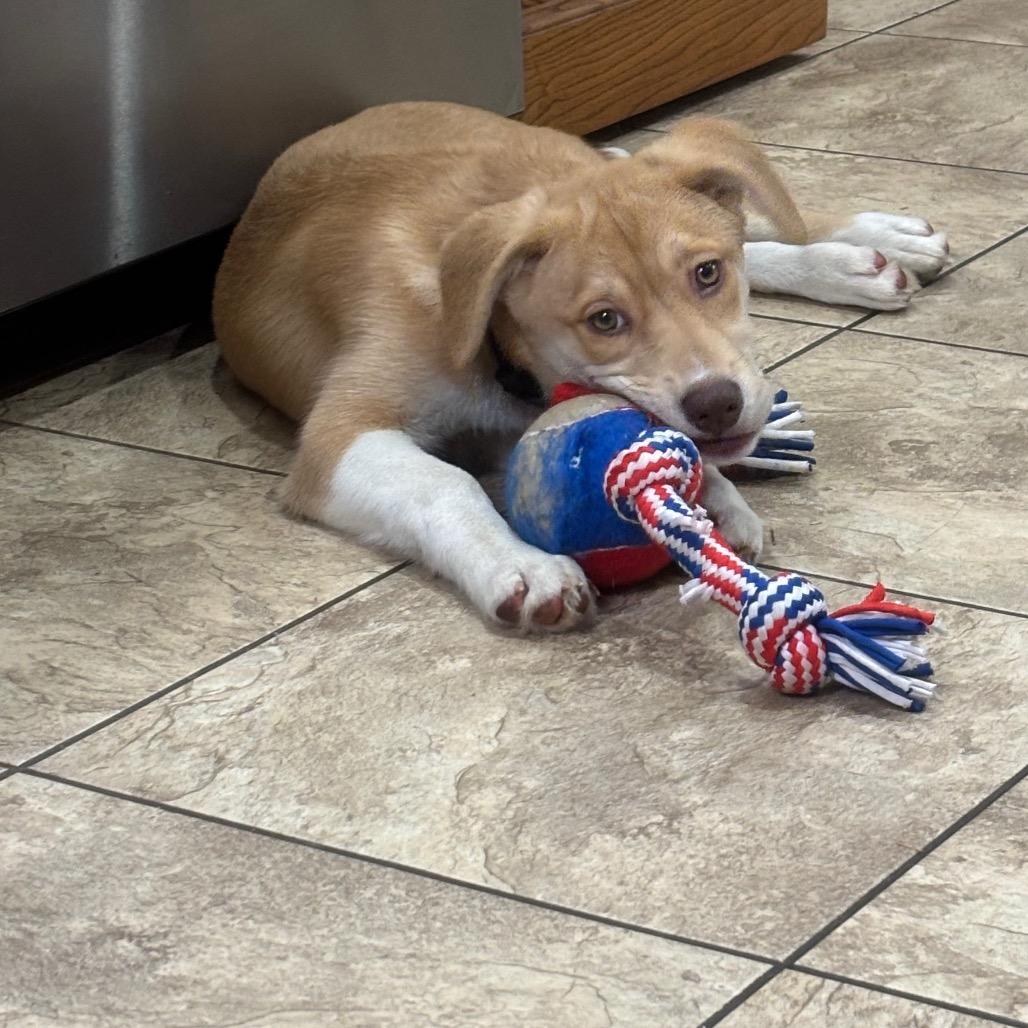 Whitni, Adoptable, Puppy Female Boxer & Hound.