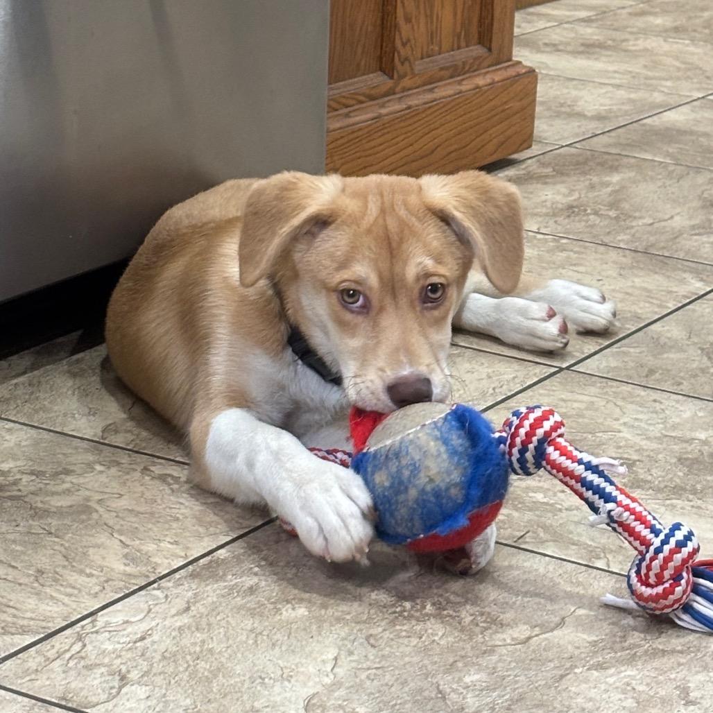 Enlarge Whitni, a Adoptable mixed breed in Muscatine, IA image 2/6
