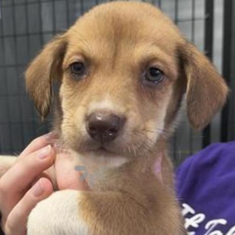 Enlarge Whitni, a Adoptable mixed breed in Muscatine, IA image 3/6