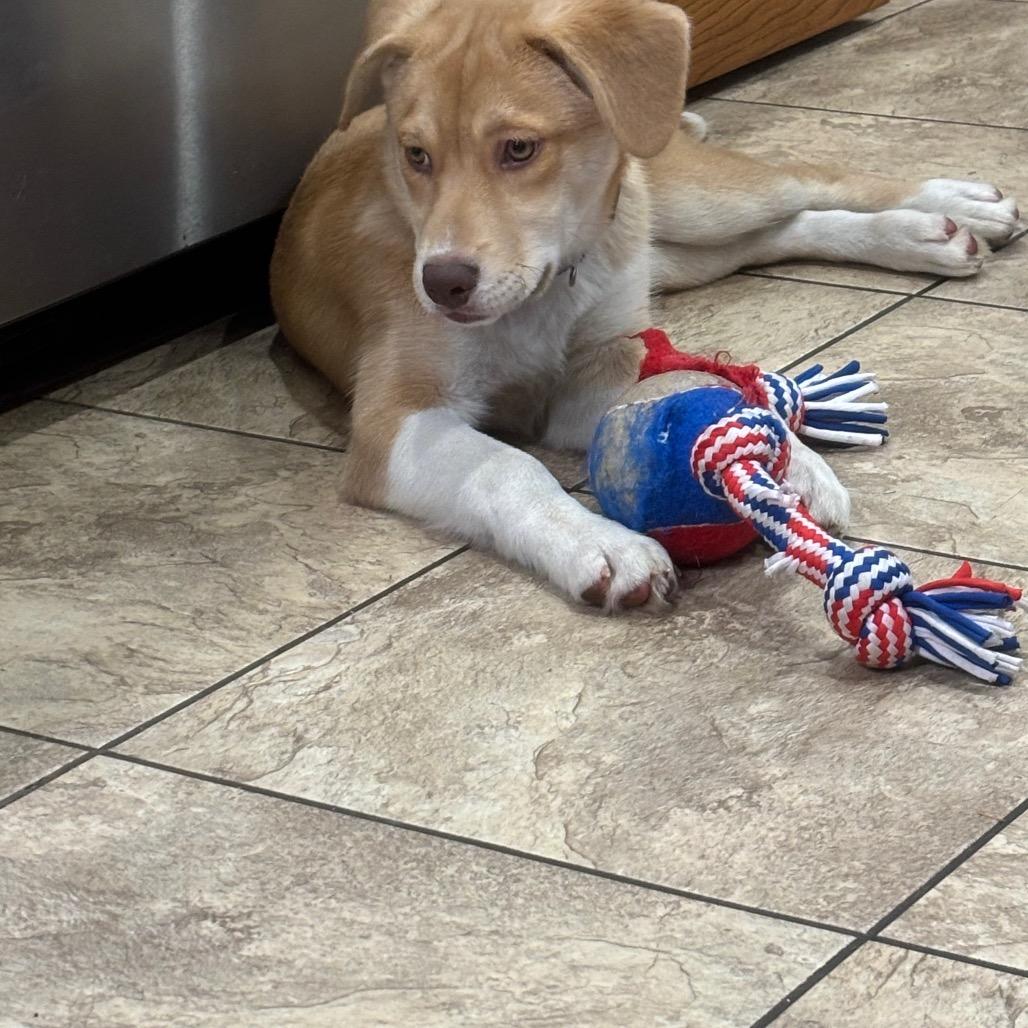 Enlarge Whitni, a Adoptable mixed breed in Muscatine, IA image 4/6