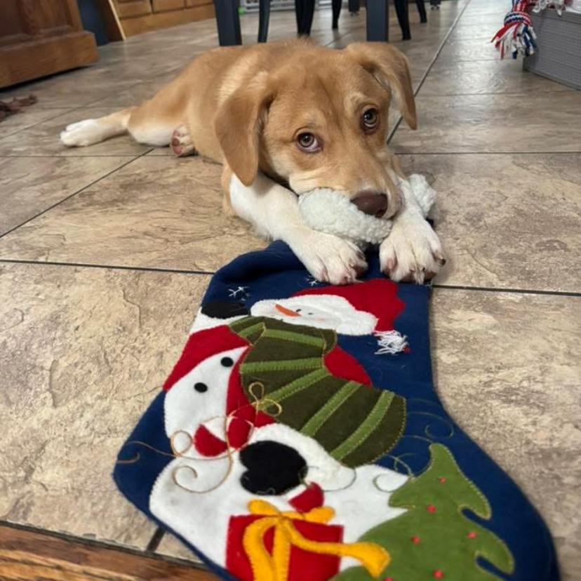 Enlarge Whitni, a Adoptable mixed breed in Muscatine, IA image 5/6