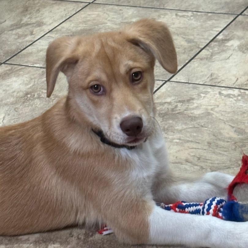 Enlarge Whitni, a Adoptable mixed breed in Muscatine, IA image 6/6