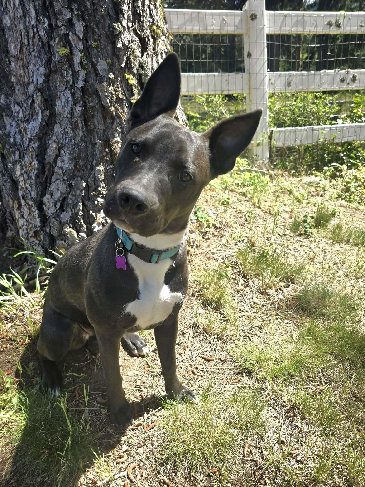 Jasper, ADOPTABLE, Young Male Pit Bull Terrier.