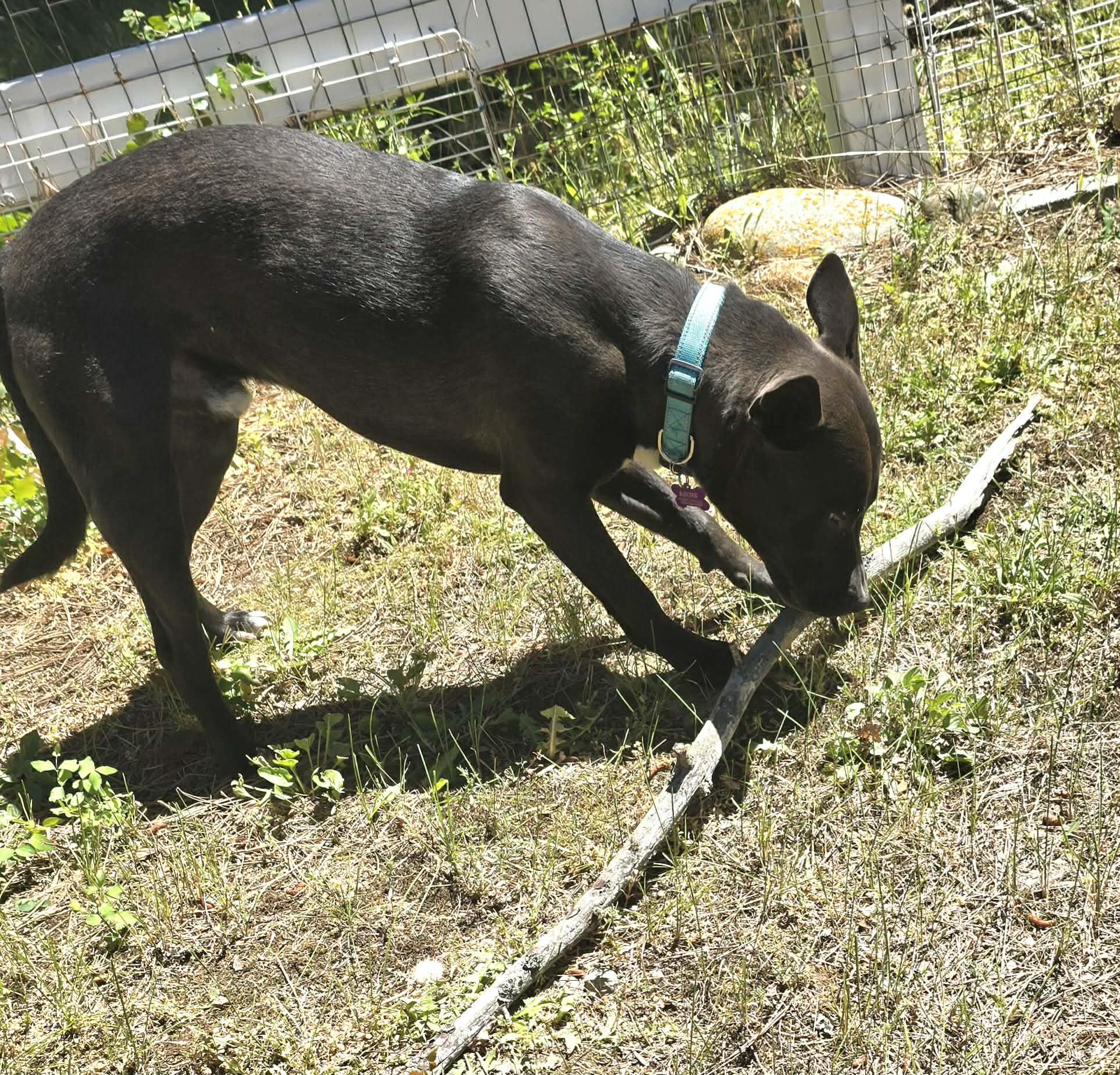 Jasper, a ADOPTABLE mixed breed in Roslyn, WA image 5/5