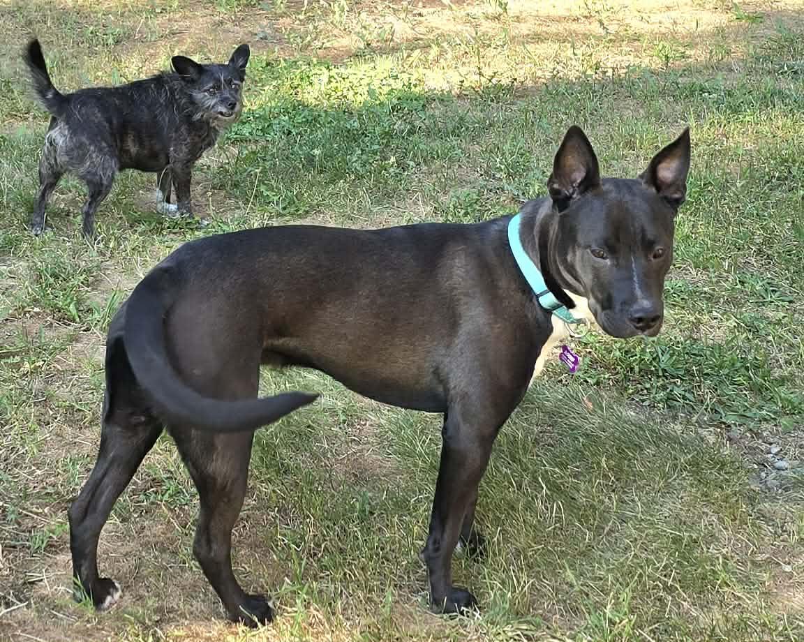 Jasper, a ADOPTABLE mixed breed in Roslyn, WA image 2/5