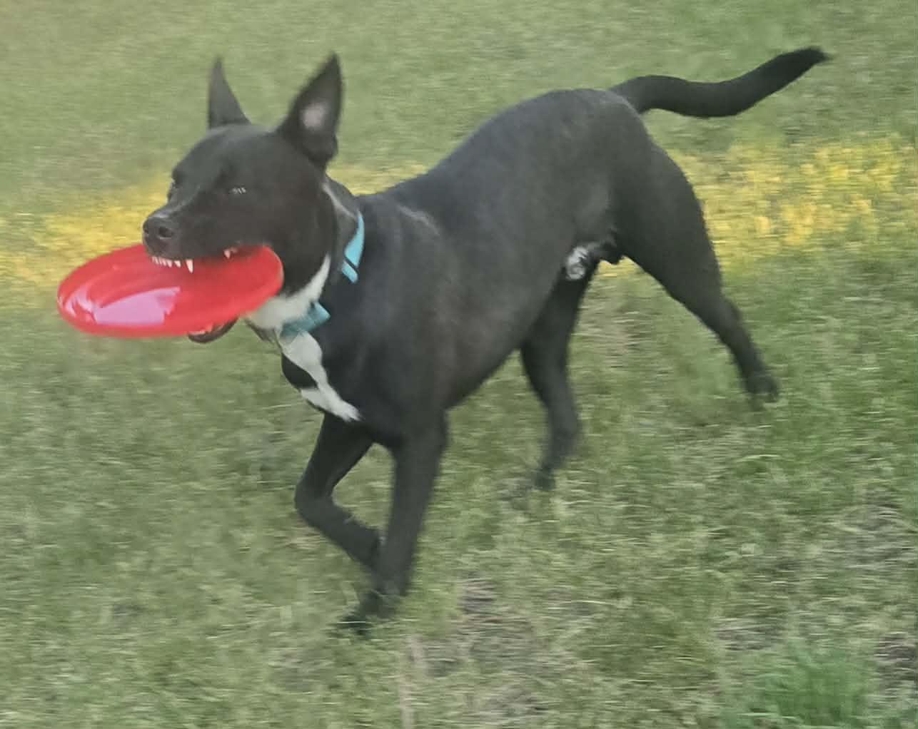Jasper, a ADOPTABLE mixed breed in Roslyn, WA image 3/5