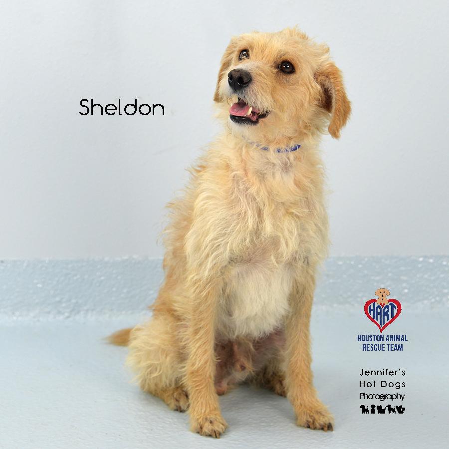 Sheldon
