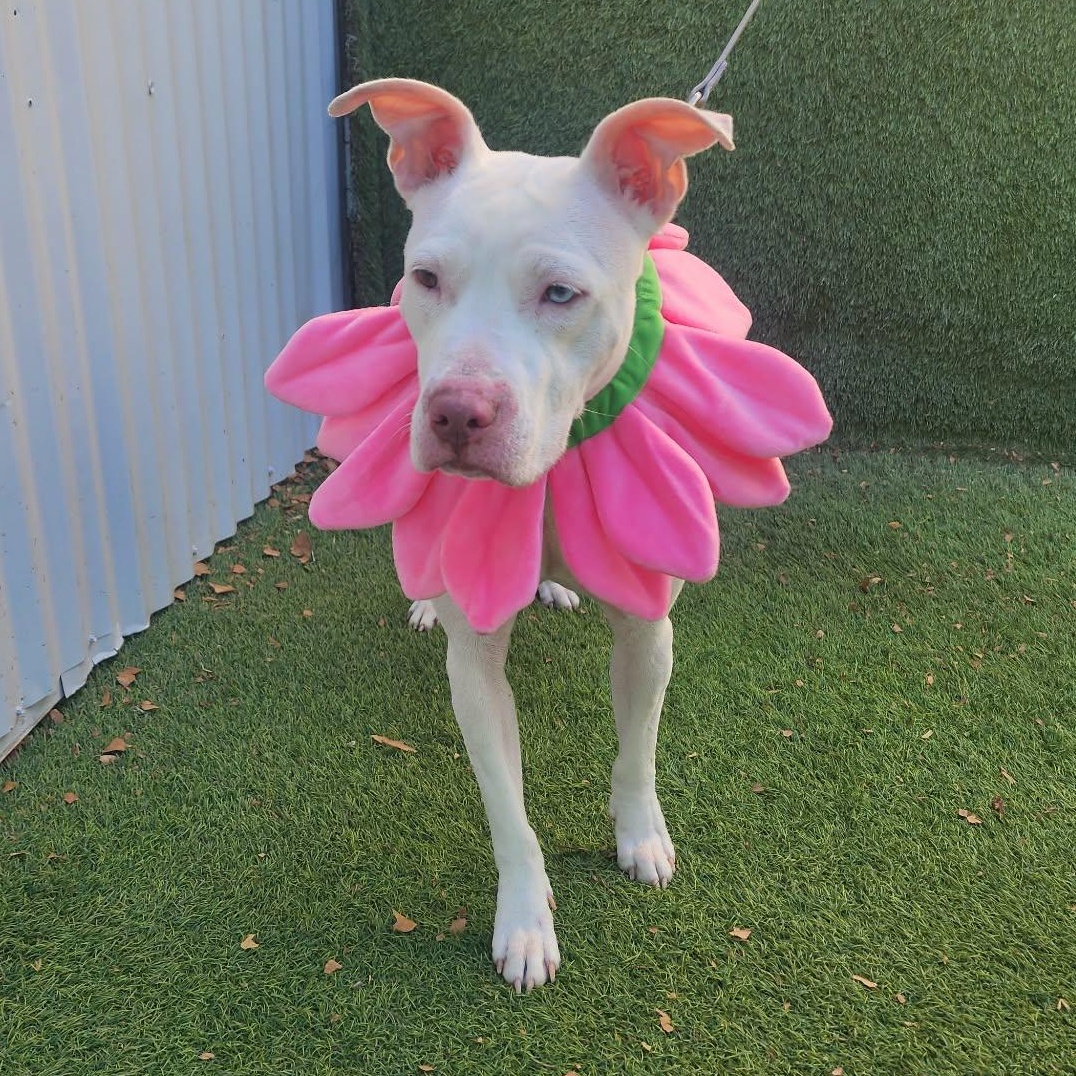 Sugar — thumbnail 2