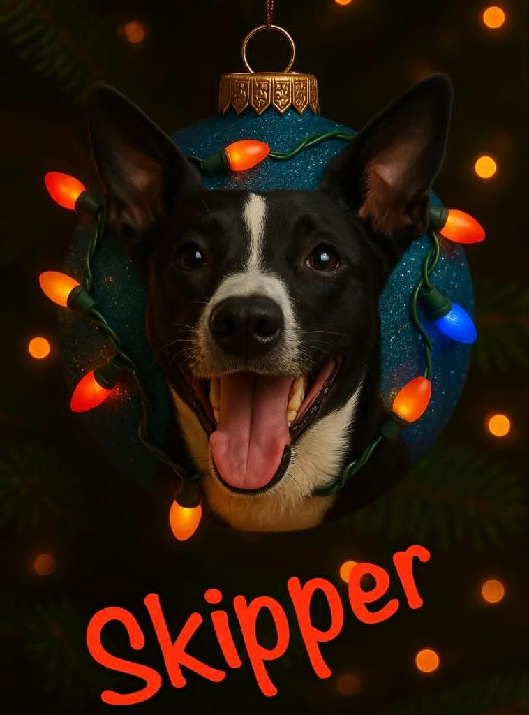 Enlarge Skipper, a Adoptable mixed breed in East Ridge, TN image 2/4