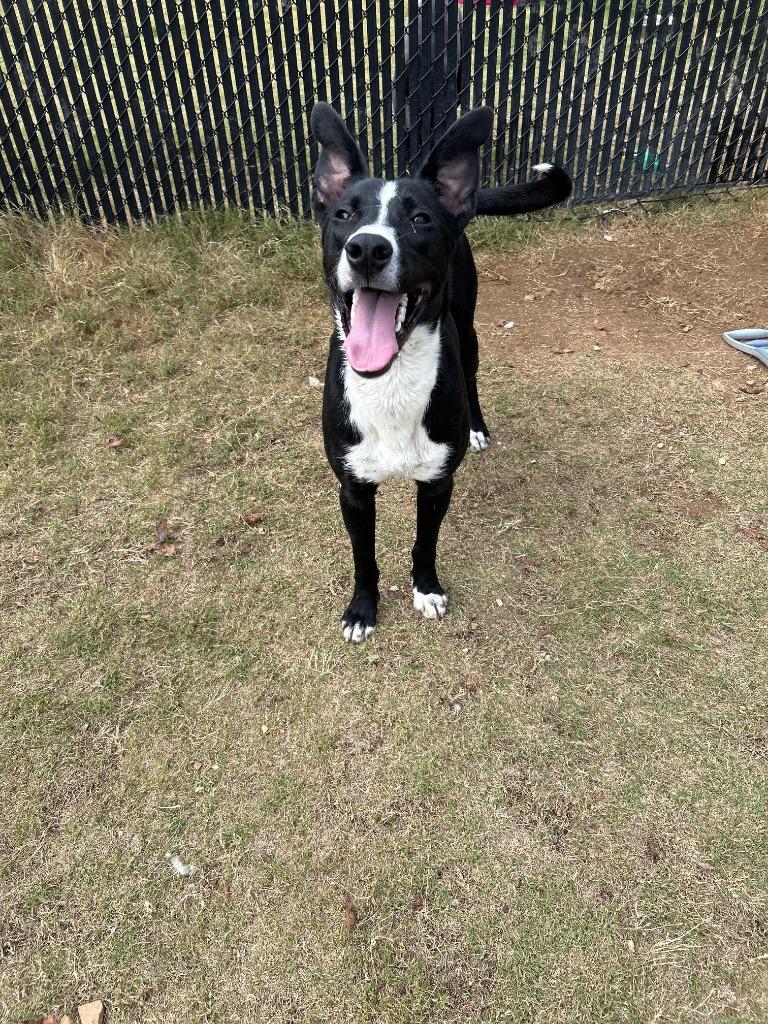 Enlarge Skipper, a Adoptable mixed breed in East Ridge, TN image 3/4
