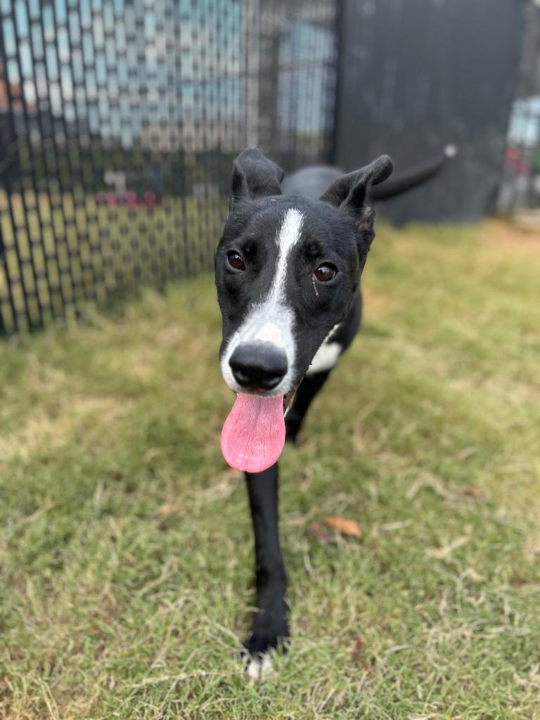 Enlarge Skipper, a Adoptable mixed breed in East Ridge, TN image 4/4