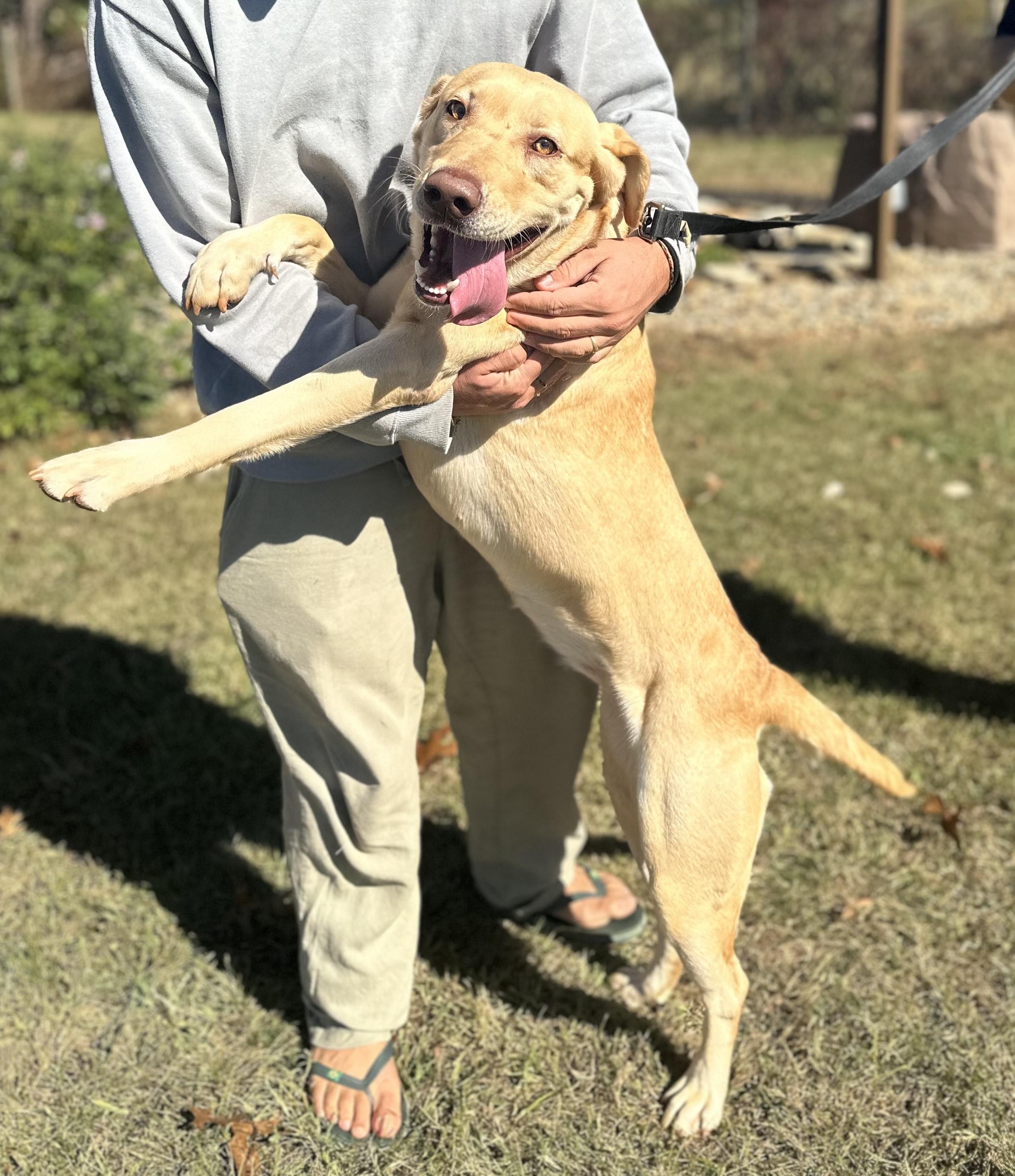 Josie, a Adoptable Labrador Retriever in Seneca, SC image 2/5