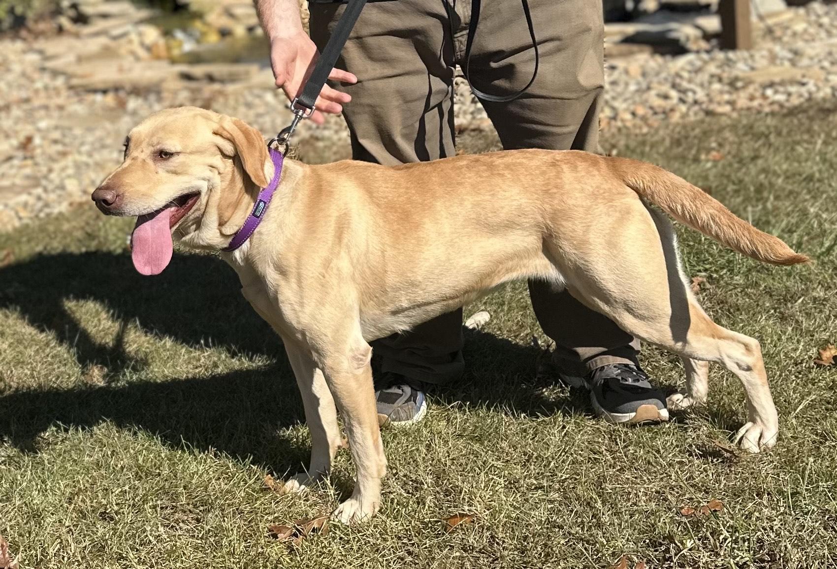 Josie, a Adoptable Labrador Retriever in Seneca, SC image 3/5