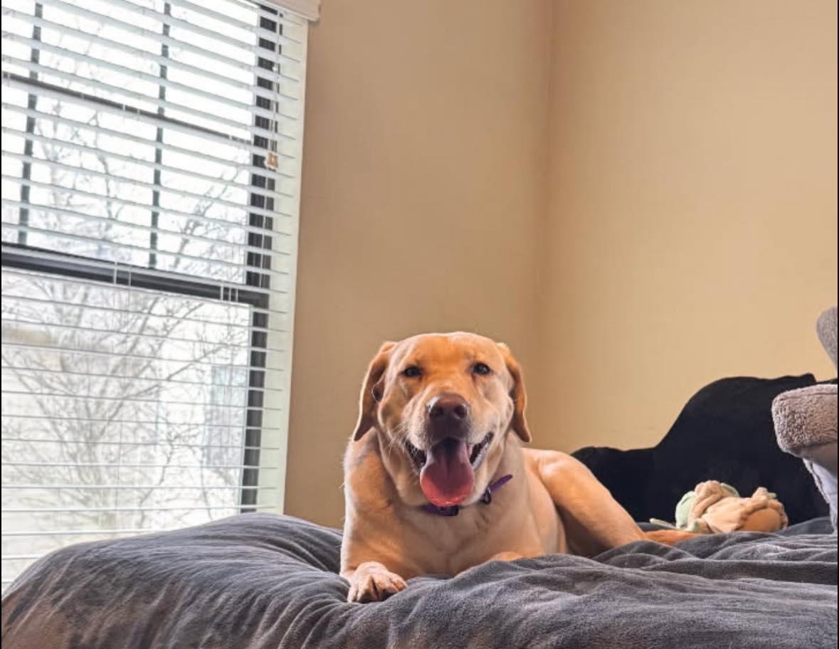 Enlarge Josie $295, a Adoptable Labrador Retriever in Seneca, SC image 5/6