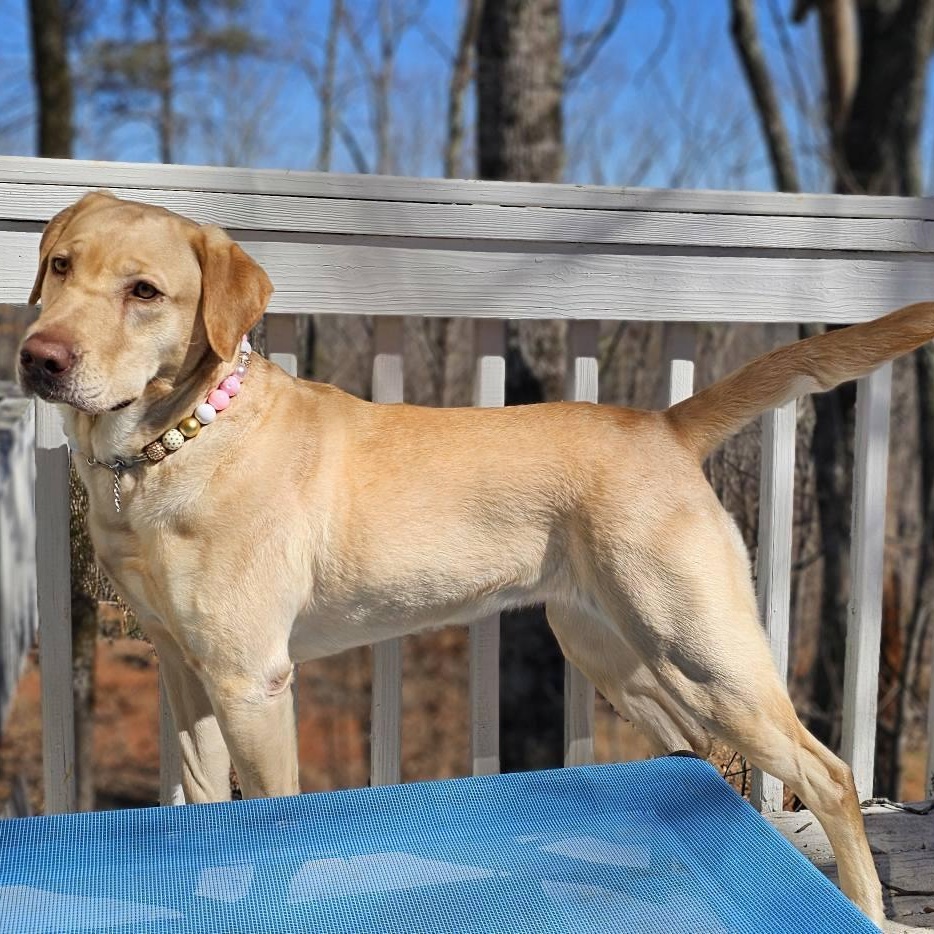 Enlarge Josie $295, a Adoptable Labrador Retriever in Seneca, SC image 2/6