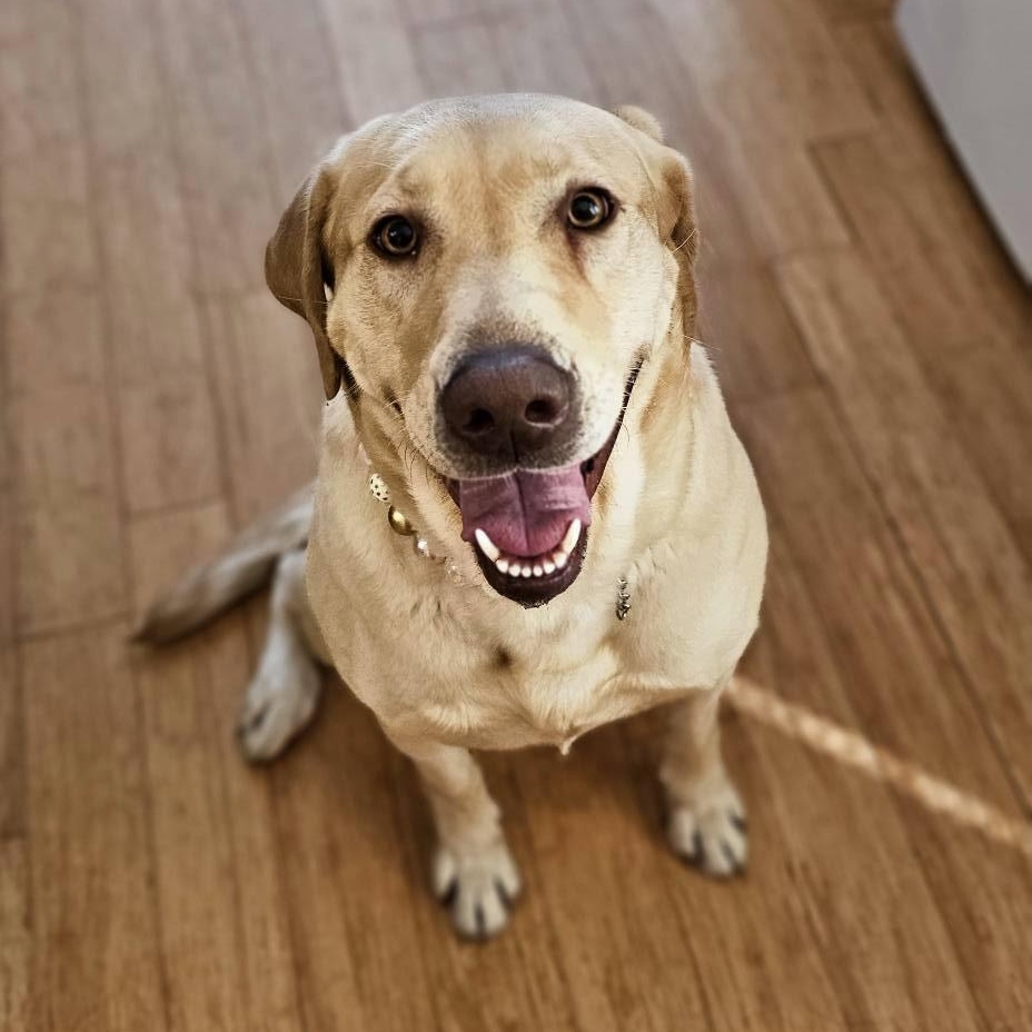 Josie $295, Adoptable, Adult Female Labrador Retriever.